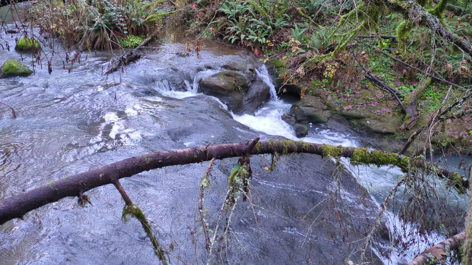 Cazadero Trail - Boring, OR
