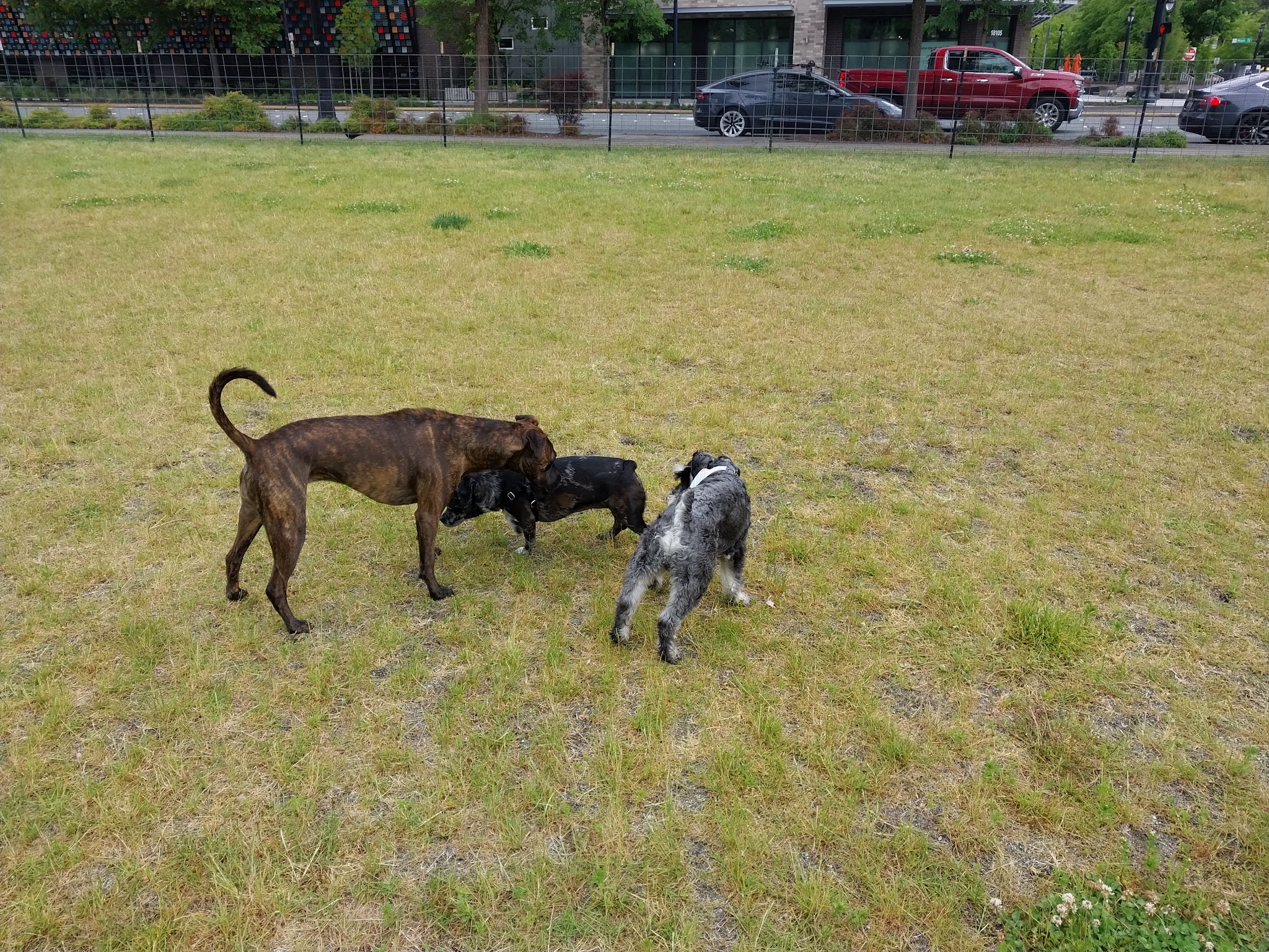 Bothell Pop-up Dog Park - Bothell, WA