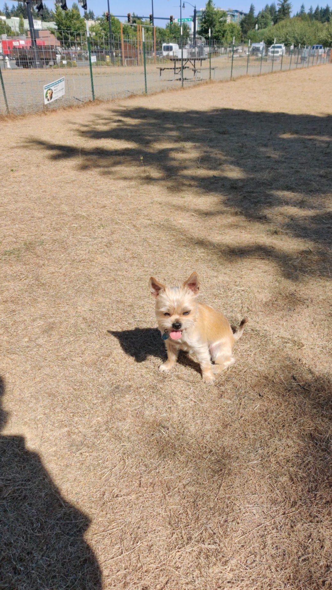 Bothell Pop-up Dog Park - Bothell, WA