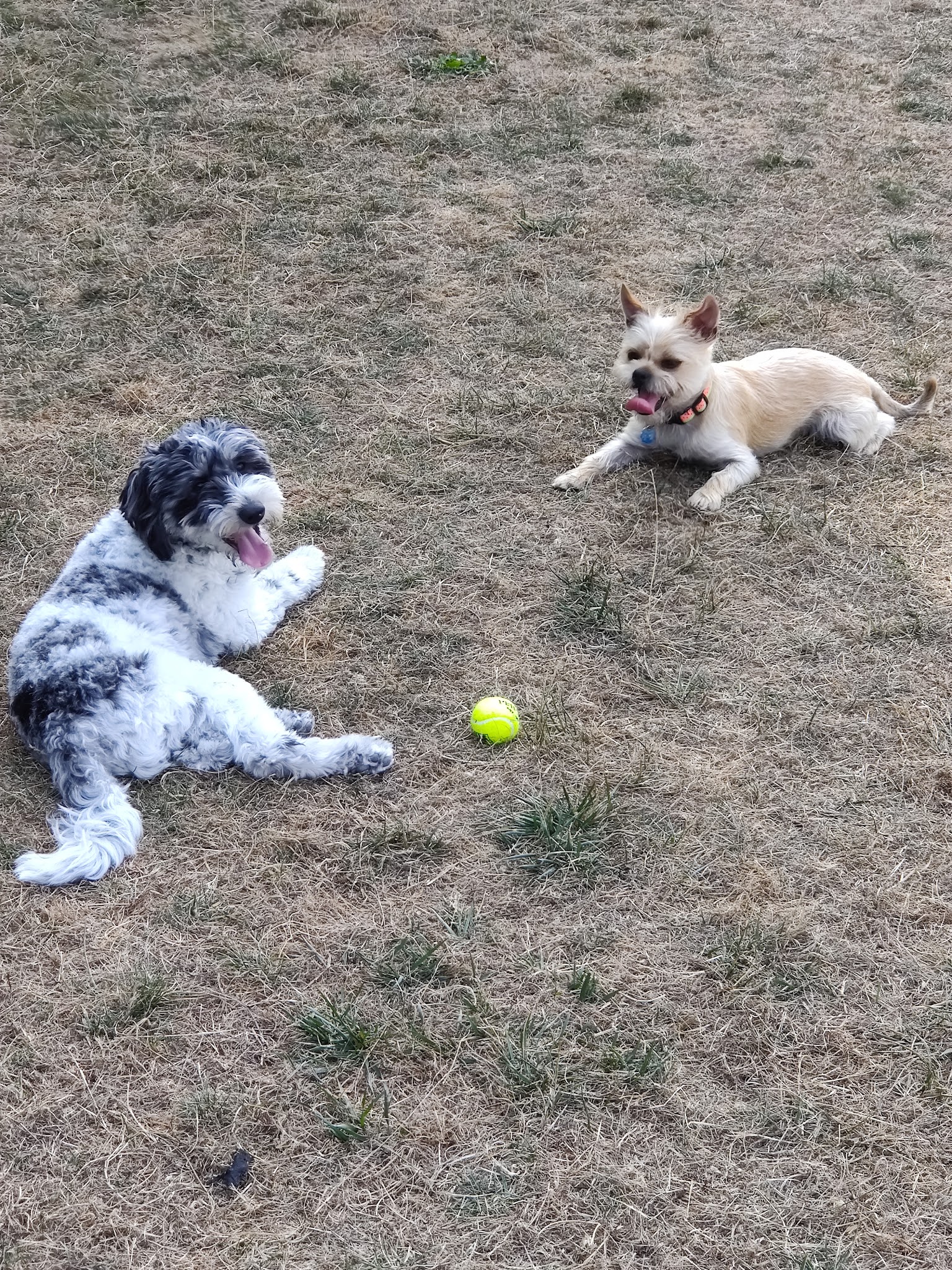 Bothell Pop-up Dog Park - Bothell, WA