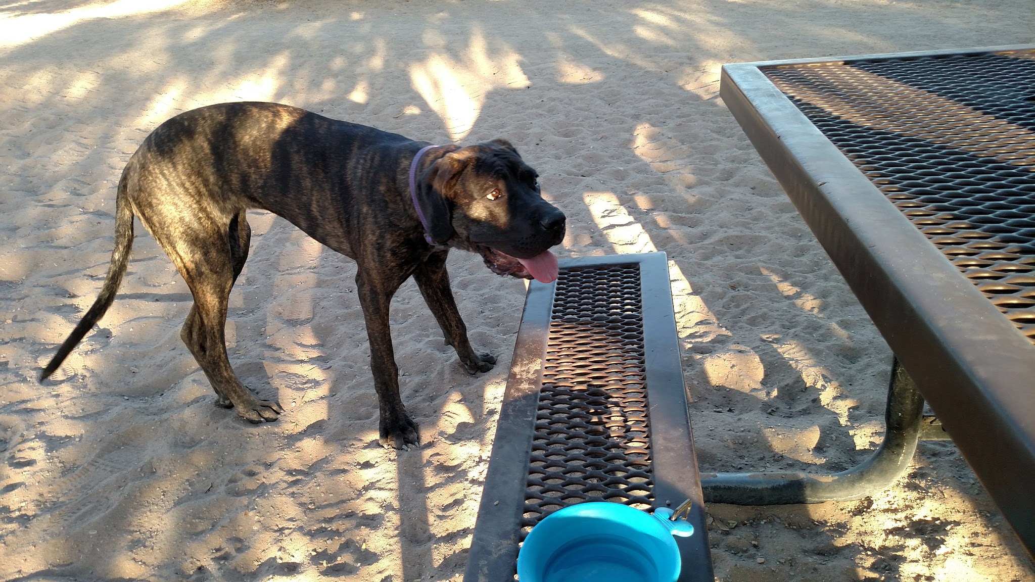 See Spot Run - Boulder City, NV