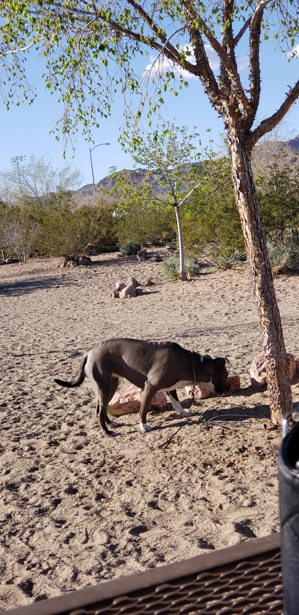 See Spot Run - Boulder City, NV