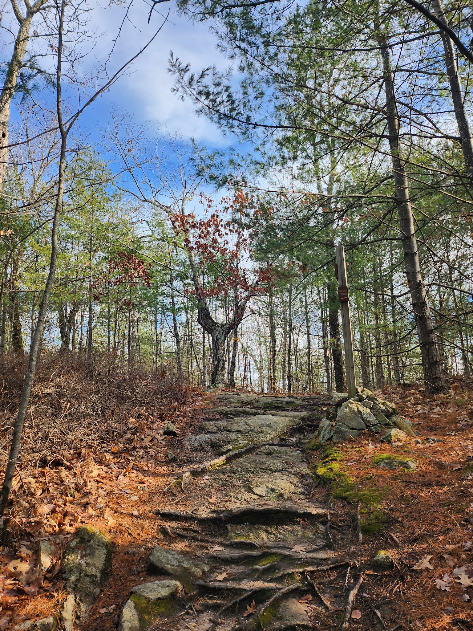 Nottingcook Forest - Bow, NH