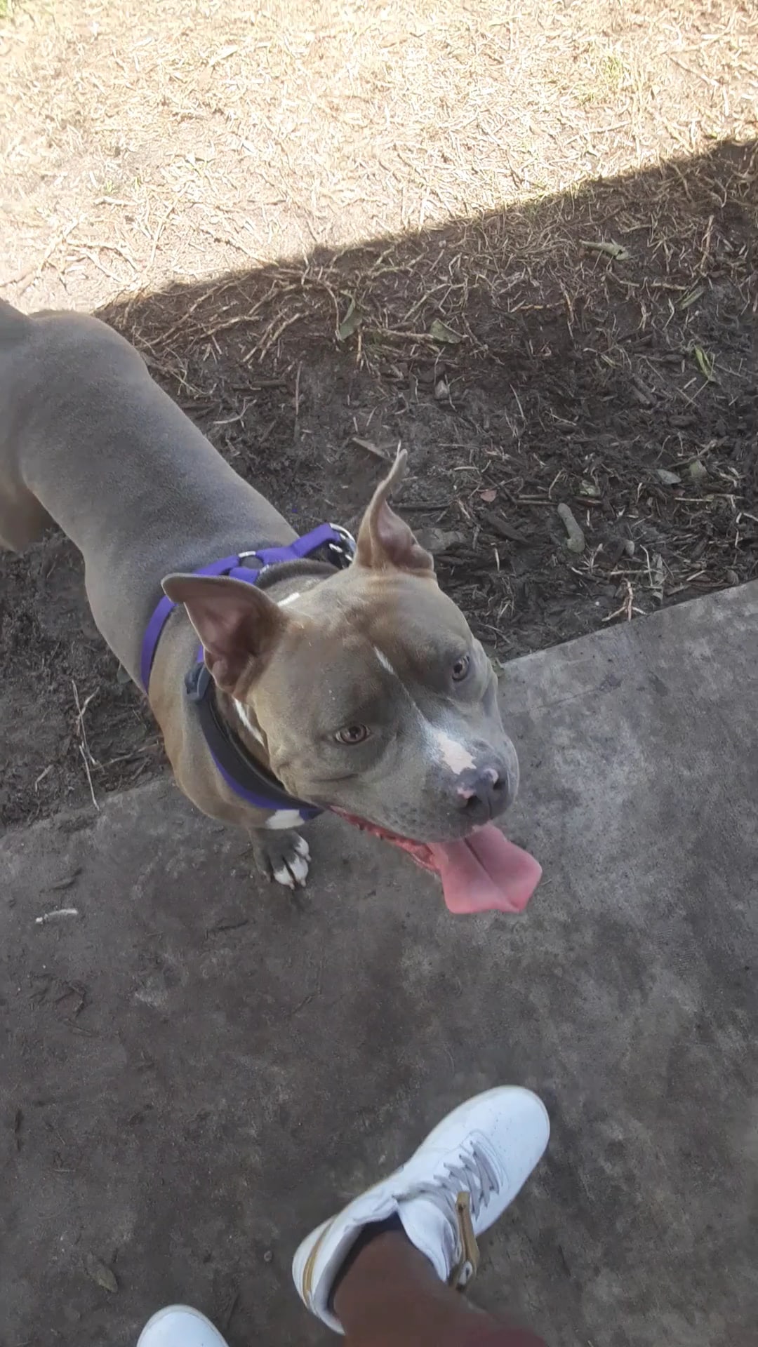 Boynton Village Park and Dog Park - Boynton Beach, FL