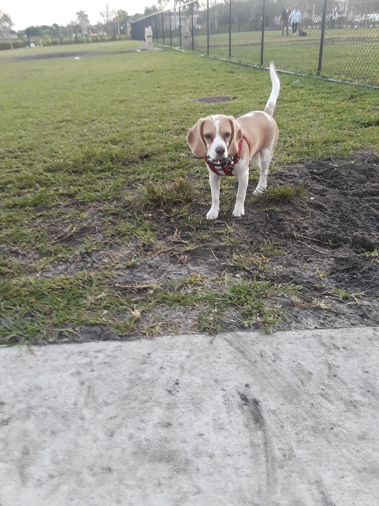 Dog Park - Boynton Beach, FL