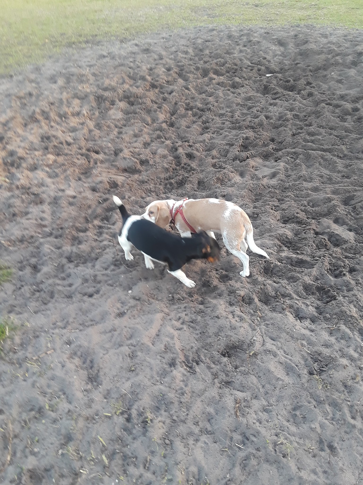 Dog Park - Boynton Beach, FL