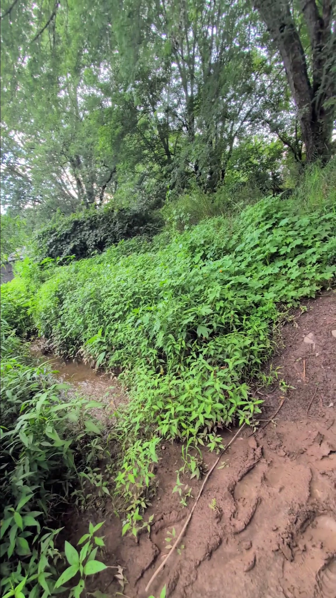South Branch River Walk Trail - Branchburg, NJ