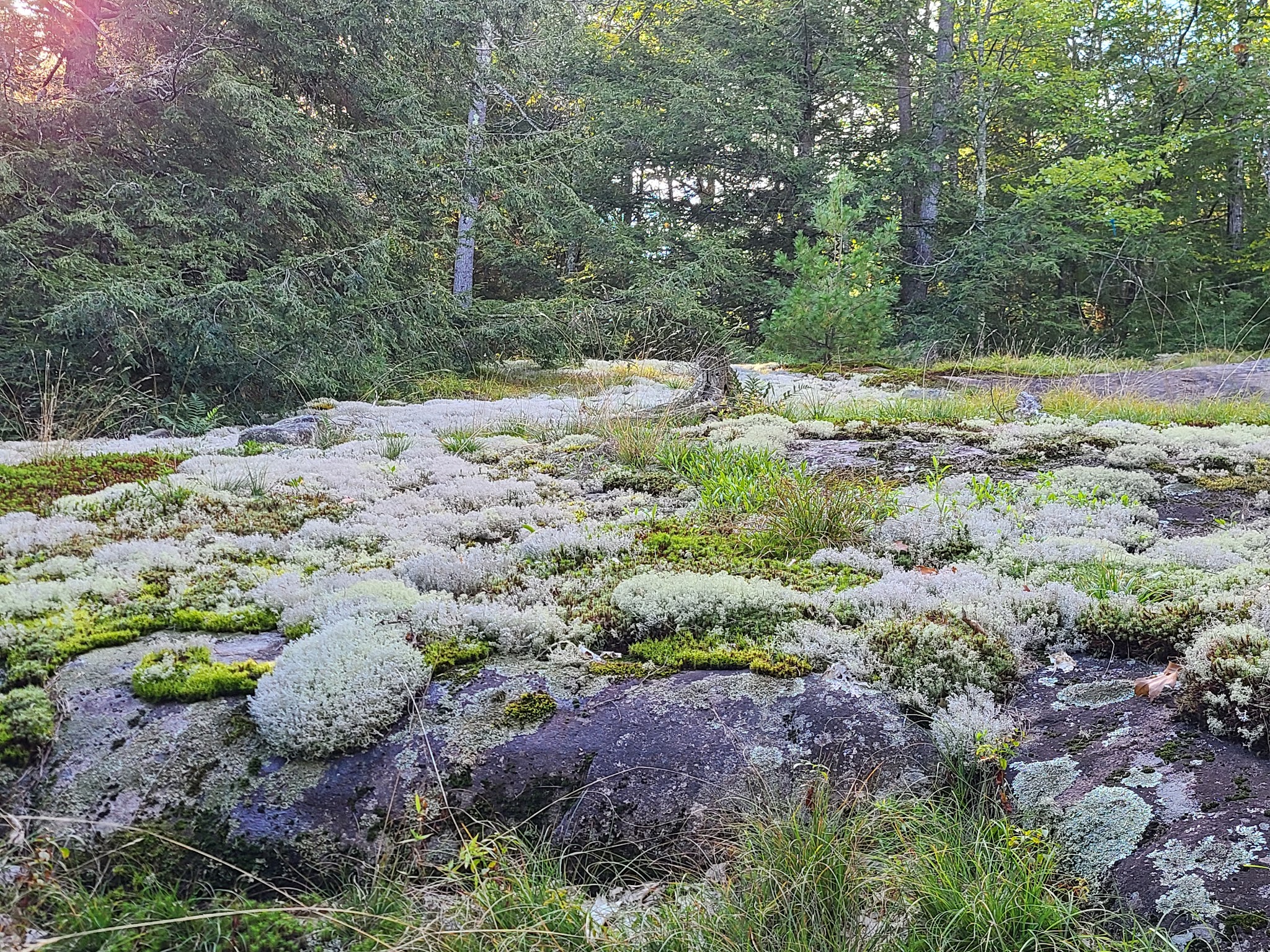 Brant Lake Bike Park - Brant Lake, NY