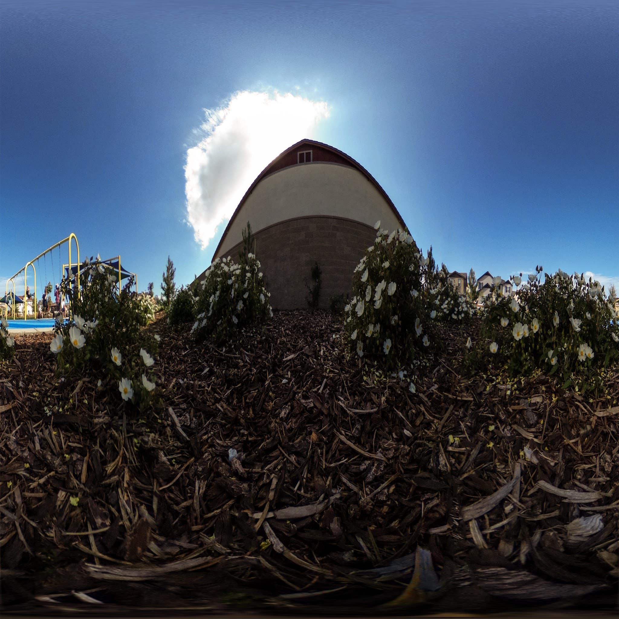 Golden Poppy Park - Brentwood, CA