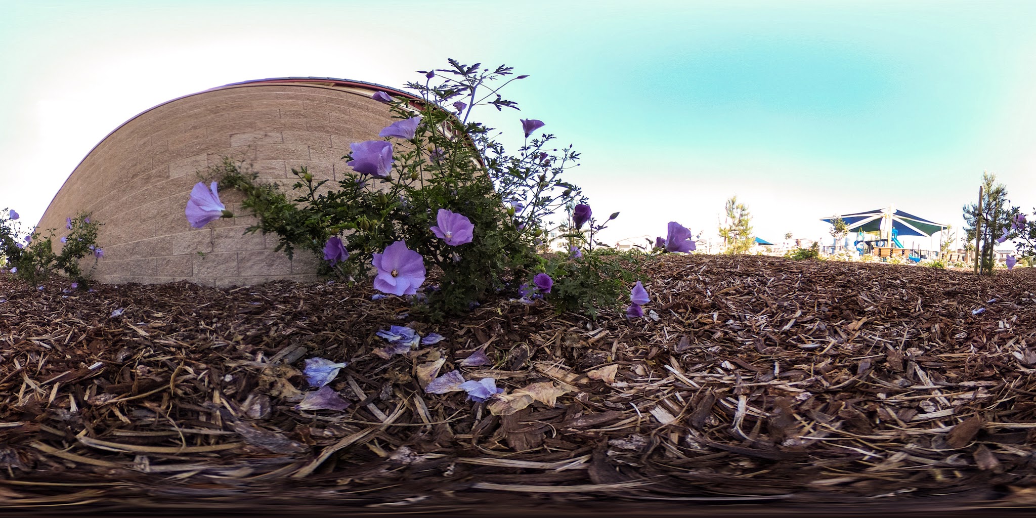 Golden Poppy Park - Brentwood, CA