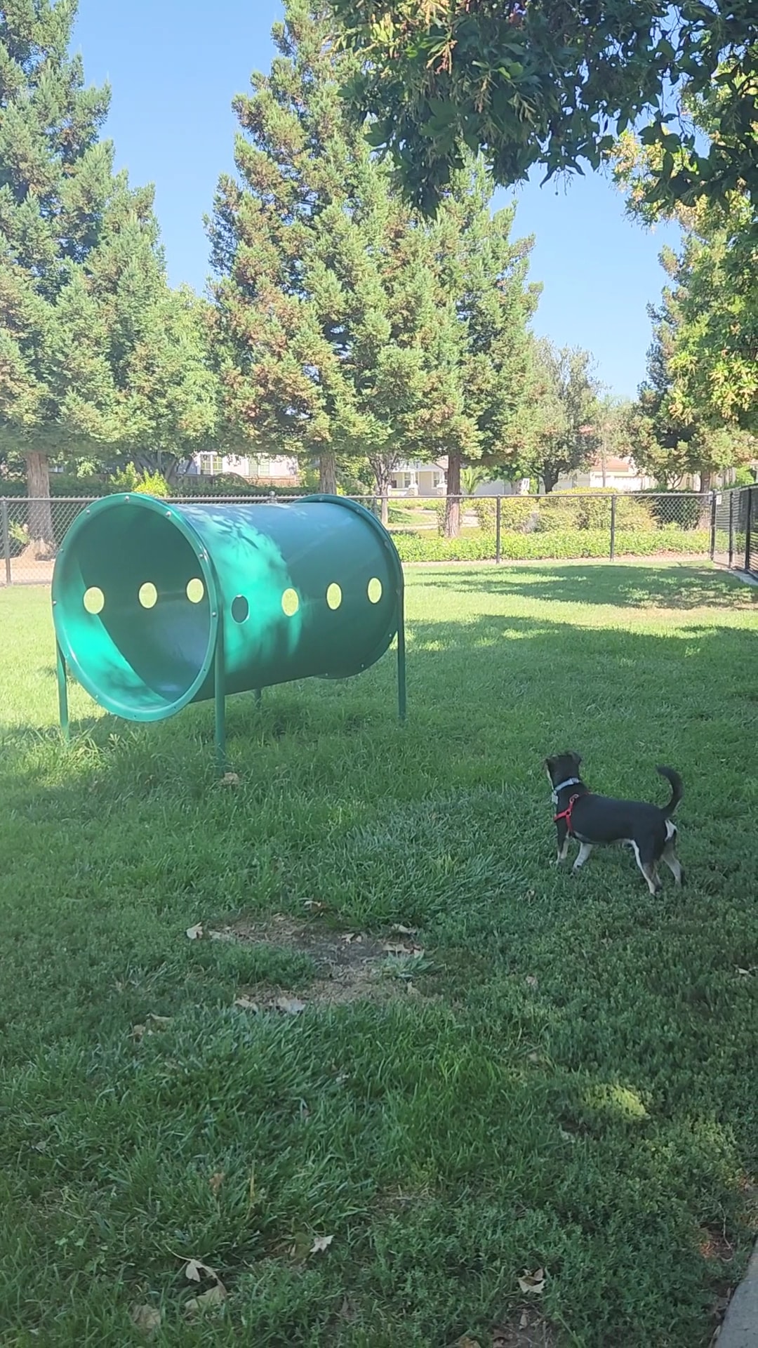 Kings Dog Park - Brentwood, CA