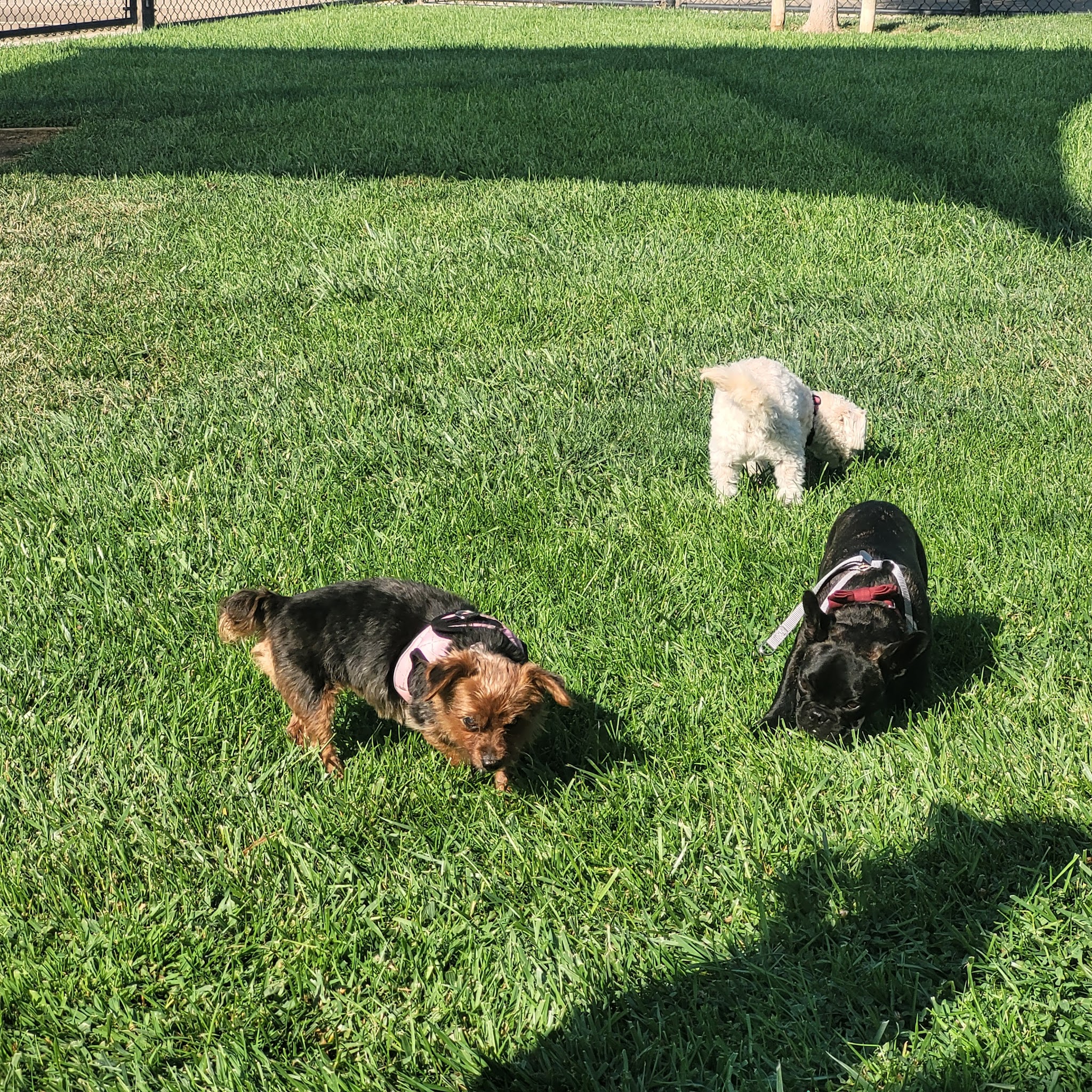 Kings Dog Park - Brentwood, CA