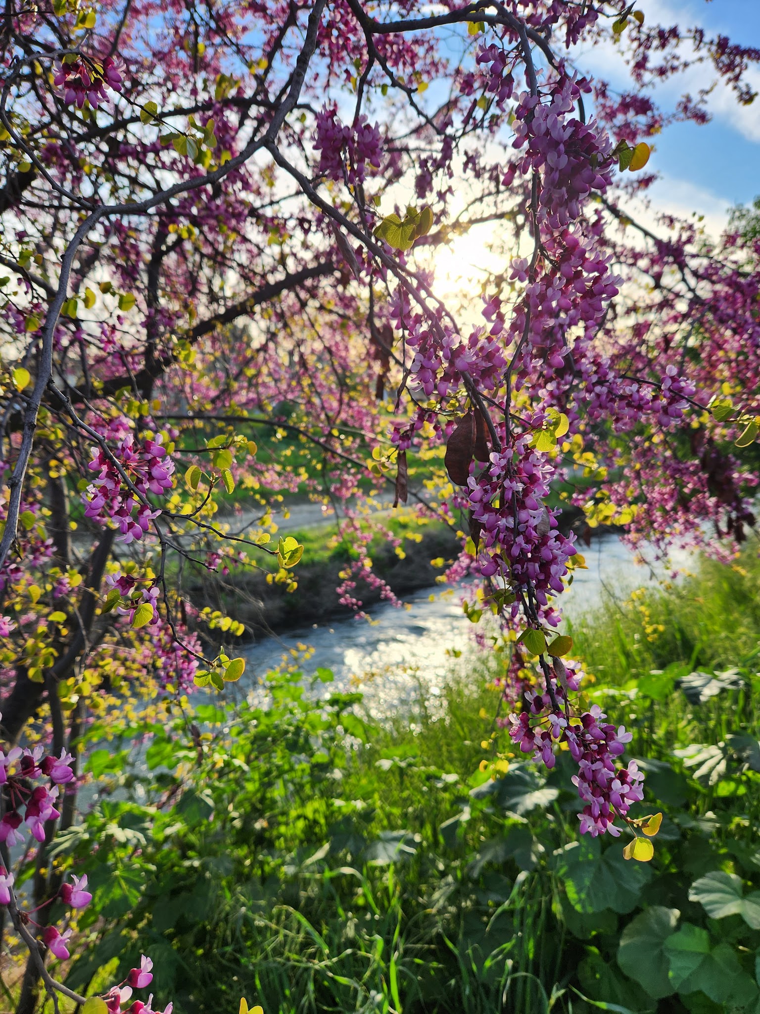 Marsh Creek Trail Head - Brentwood, CA