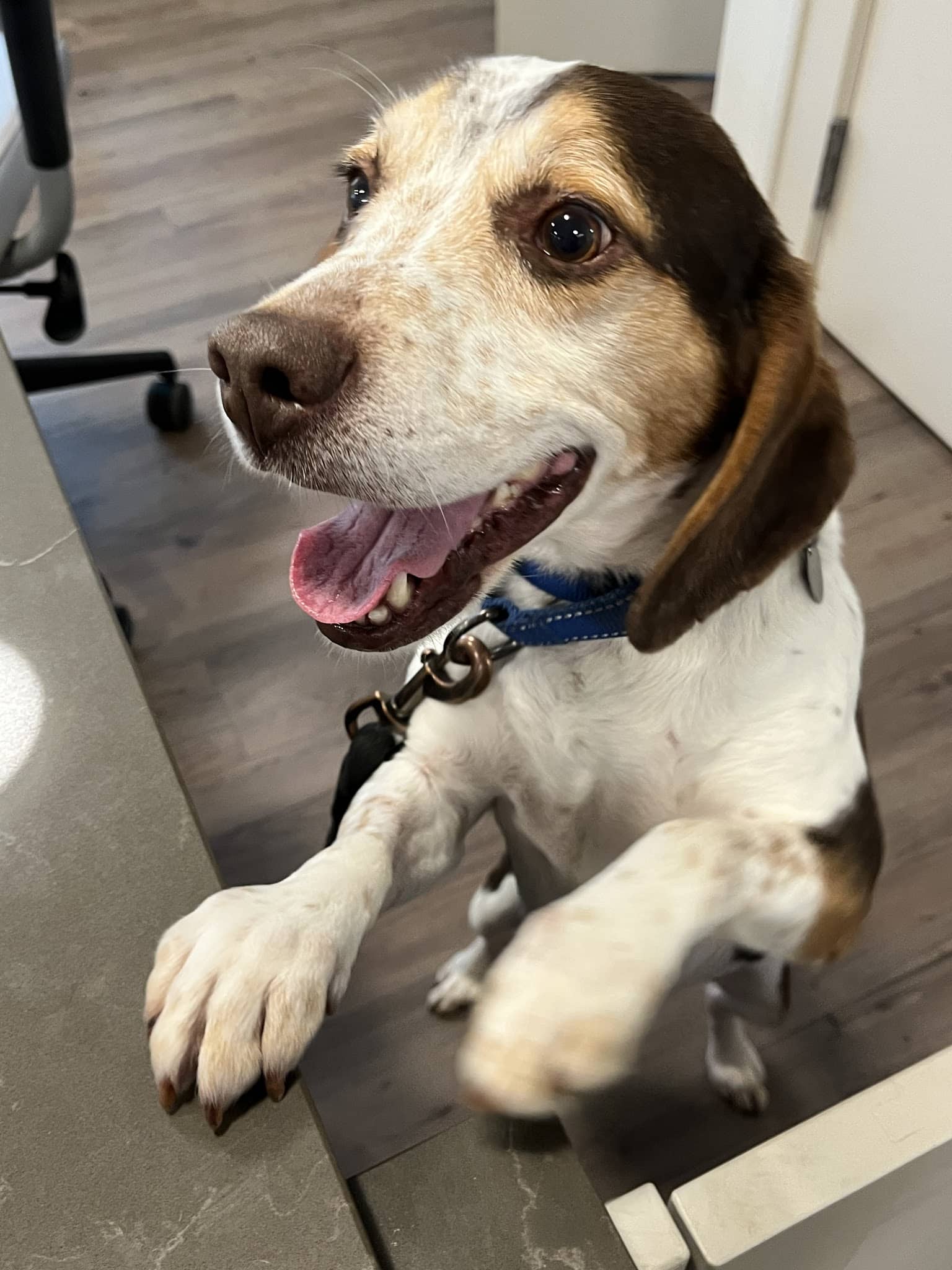 Roosevelt Veterinary Center - Brewster, NY