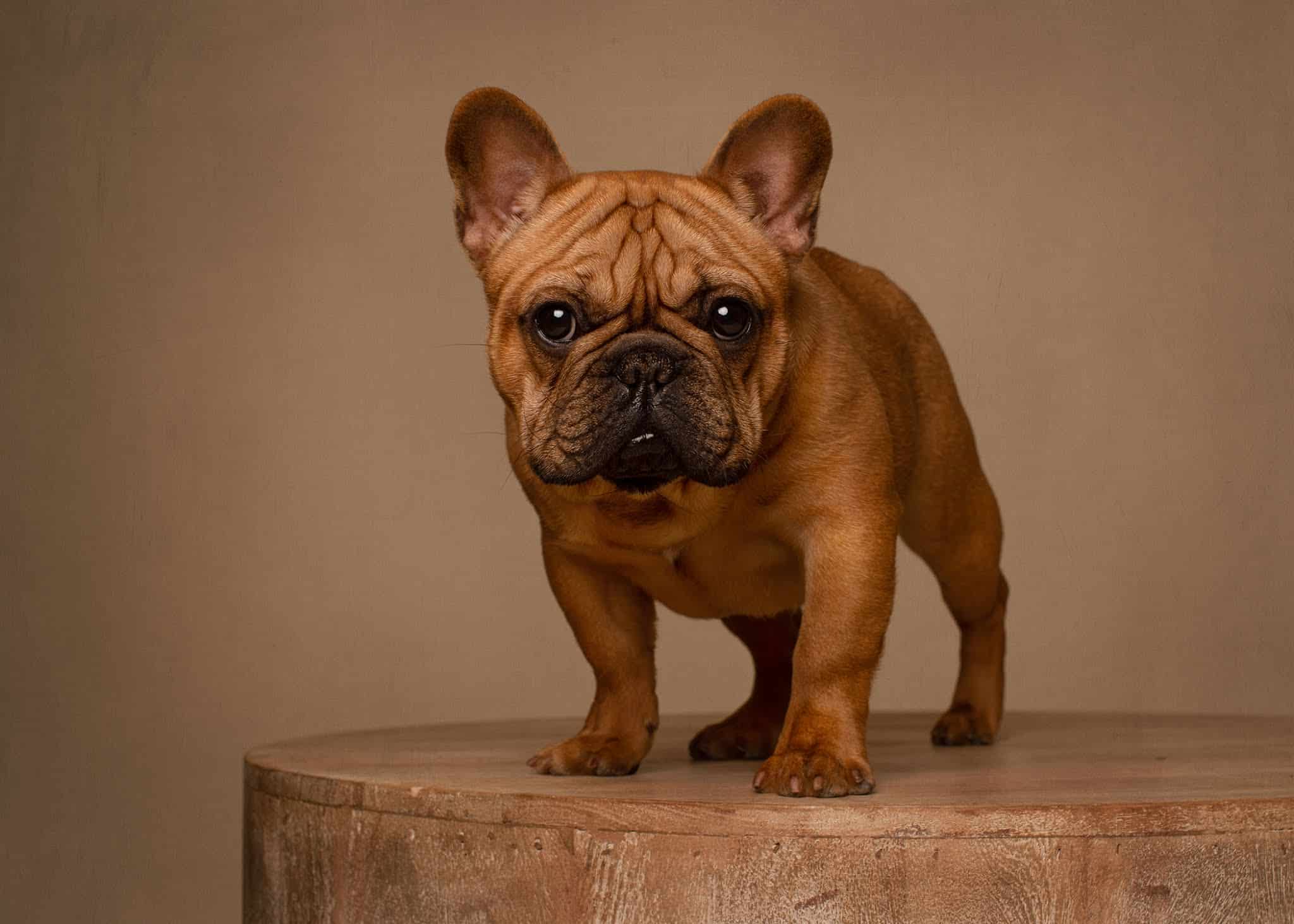 Roosevelt Veterinary Center - Brewster, NY