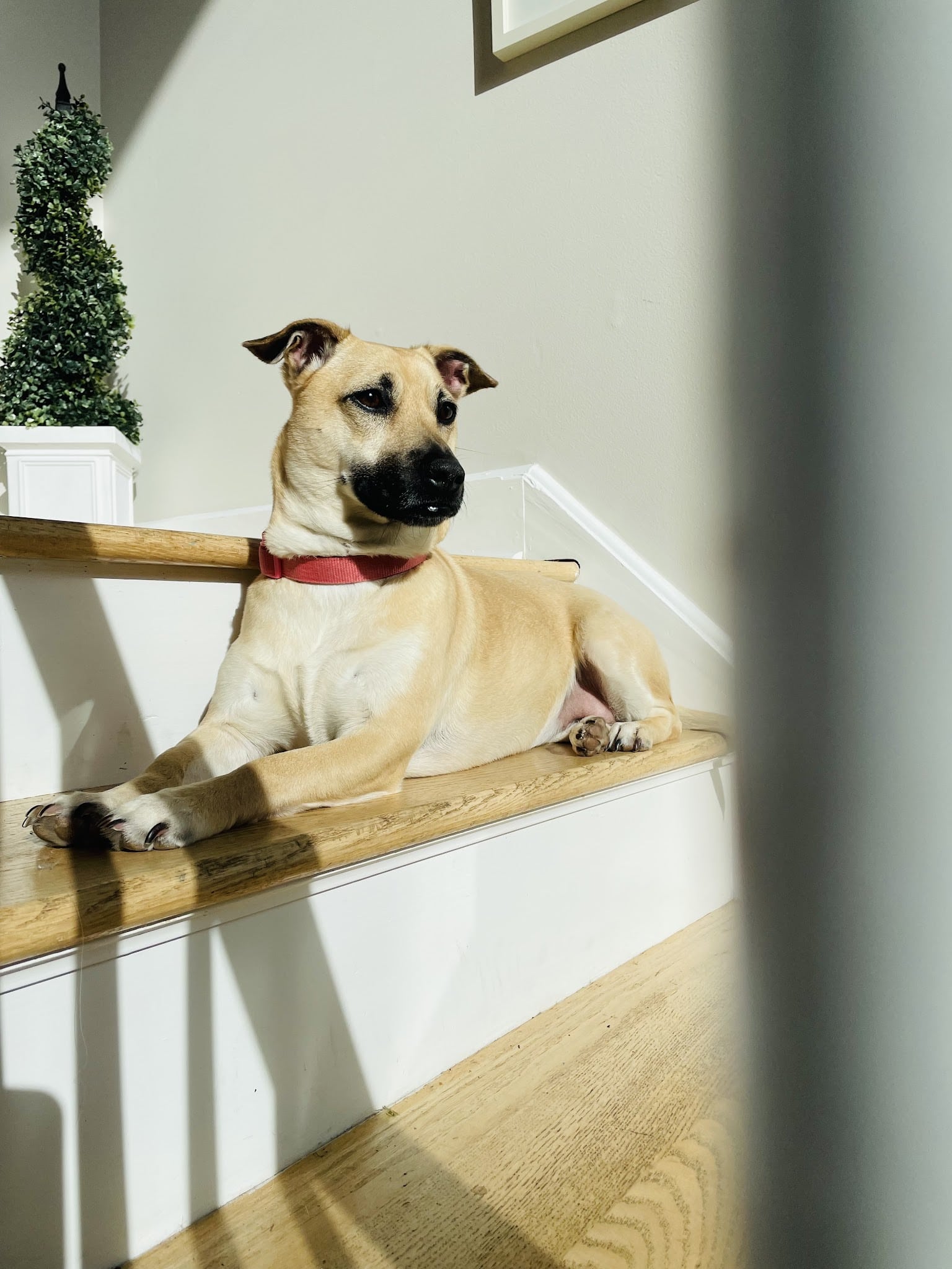 Roosevelt Veterinary Center - Brewster, NY