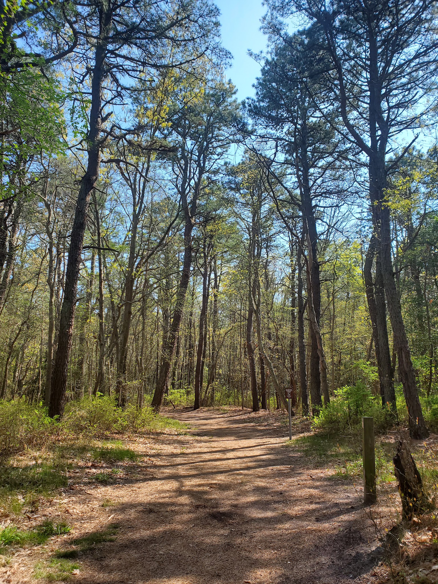 Edwin B. Forsythe National Wildlife Refuge - Brick Township, NJ