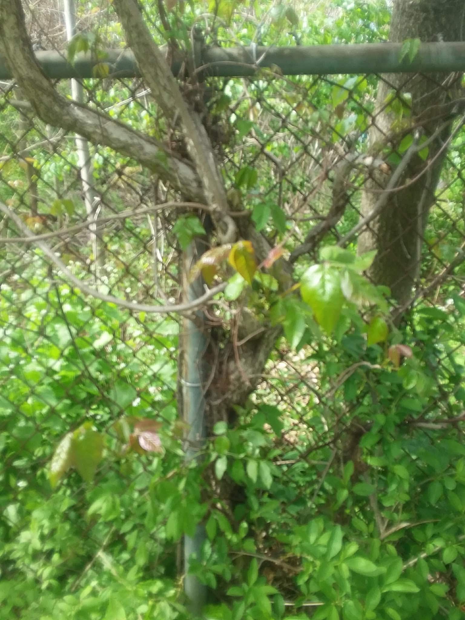 Nob Hill Park - Bridgeport, CT