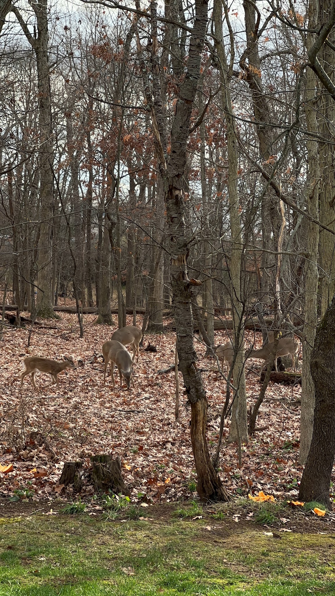 Bel Air Park - Bridgewater, NJ