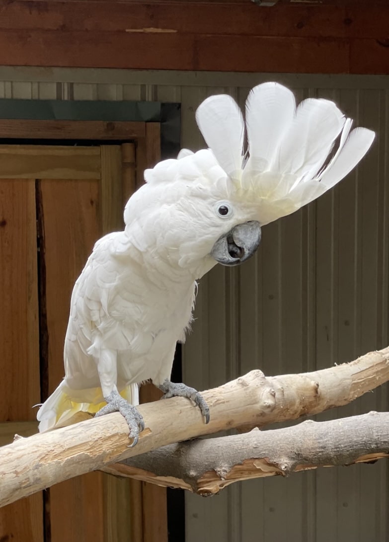 Broadway Zoological Park - Broadway, NC