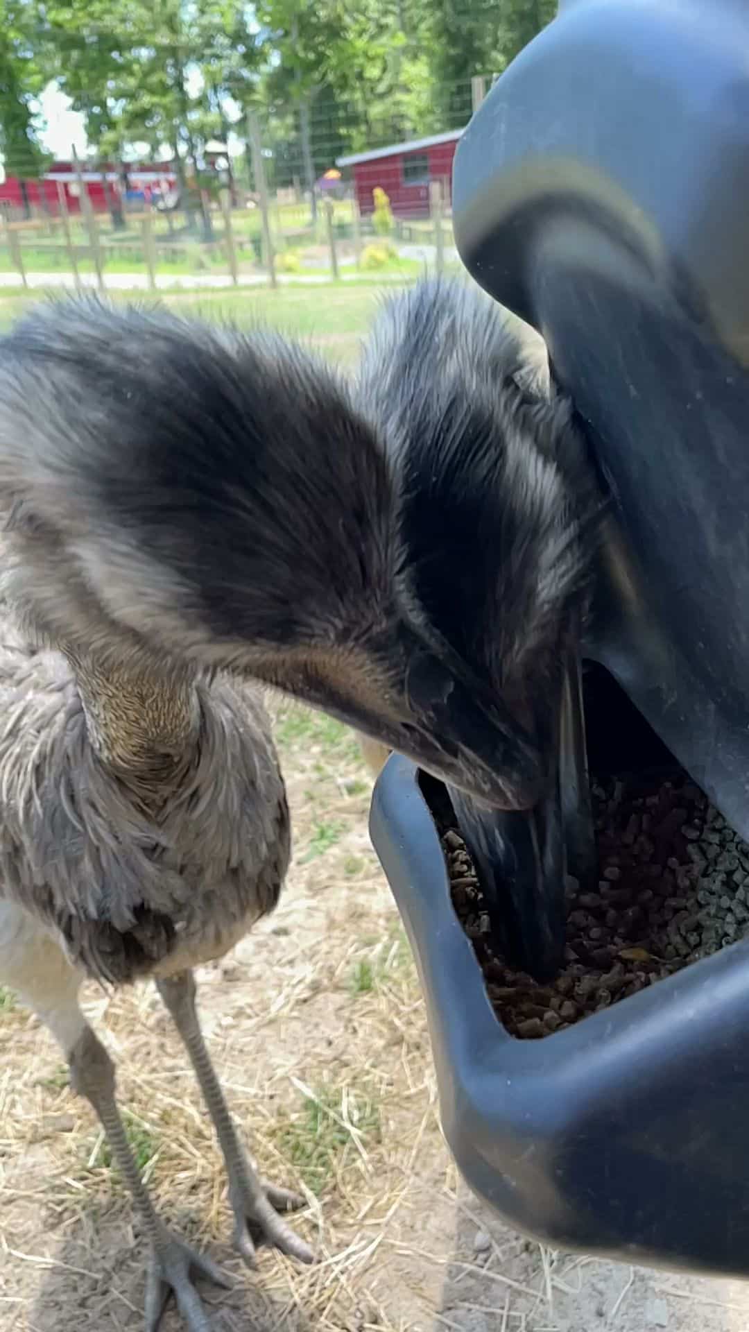 Broadway Zoological Park - Broadway, NC