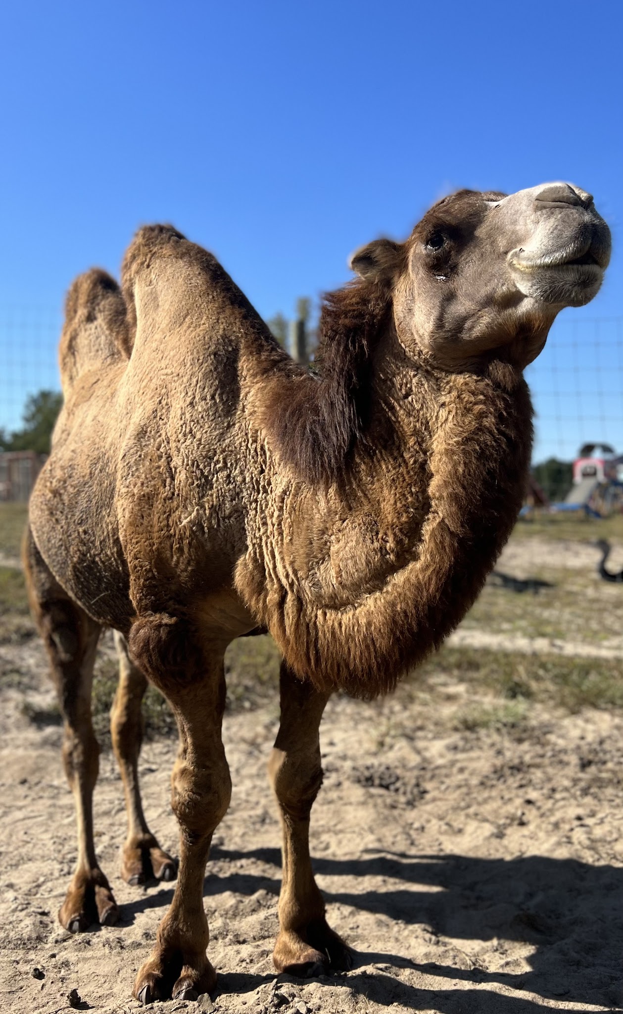 Broadway Zoological Park - Broadway, NC