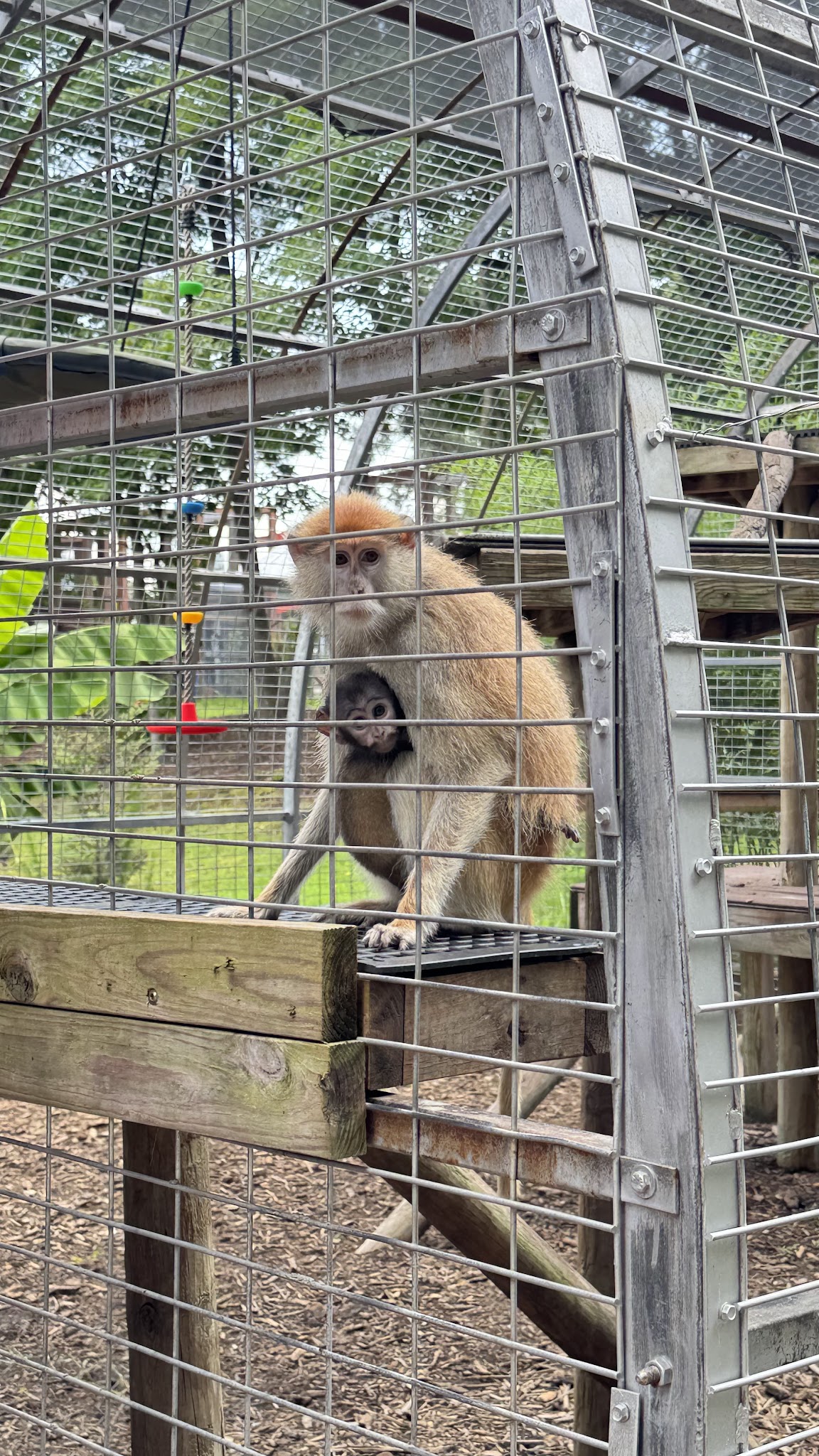 Broadway Zoological Park - Broadway, NC