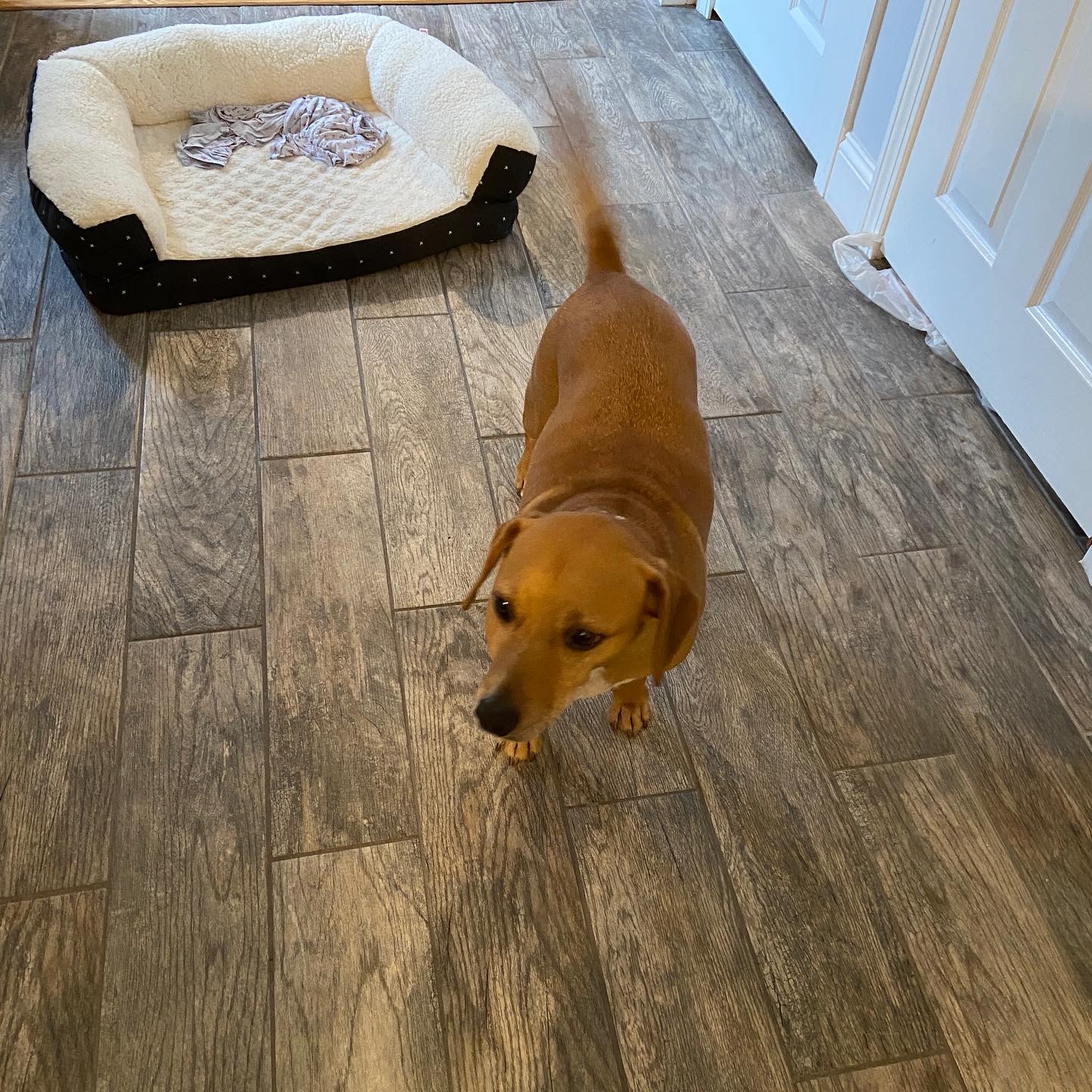 Animal Protection Center of Southeastern Massachusetts - Brockton, MA