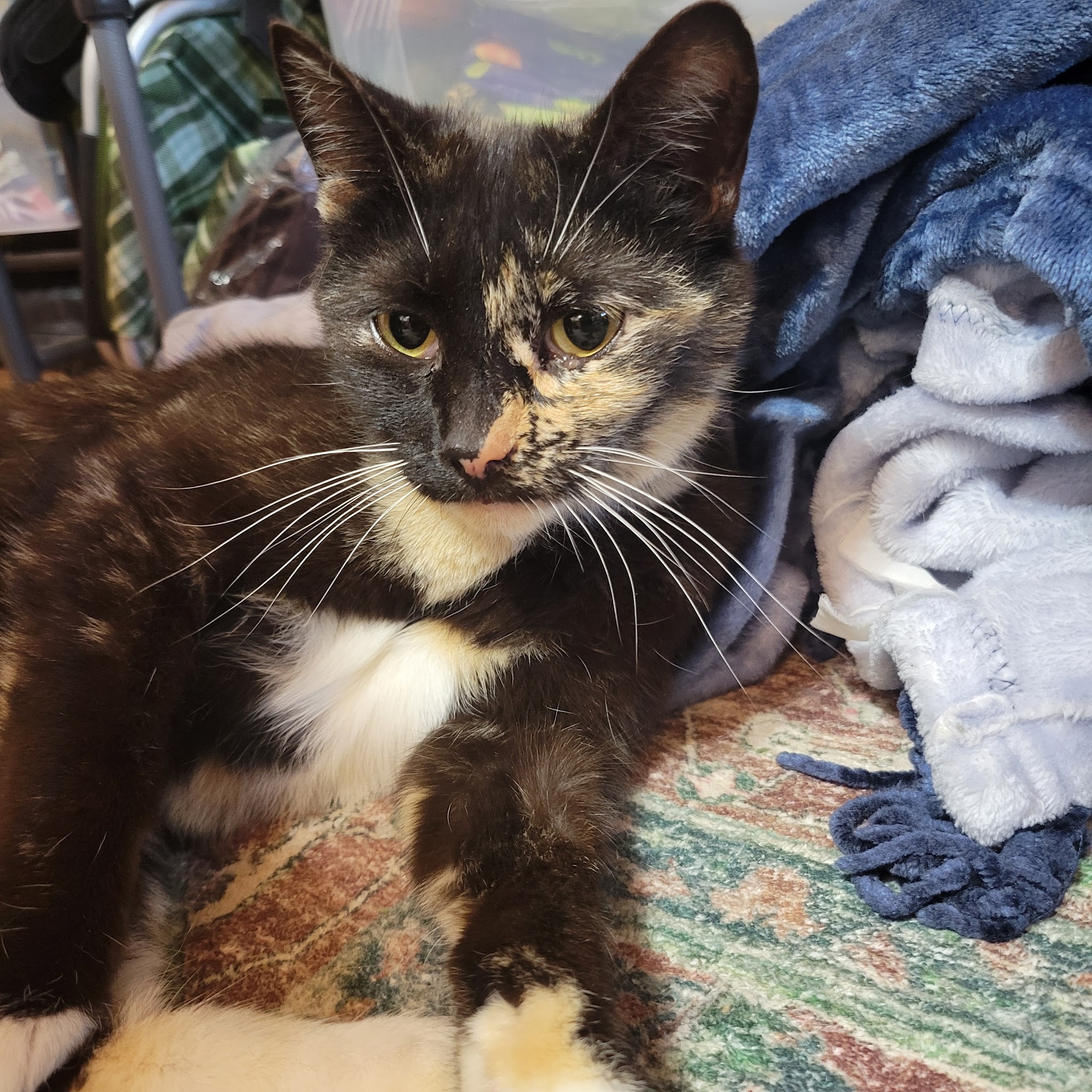 Animal Protection Center of Southeastern Massachusetts - Brockton, MA