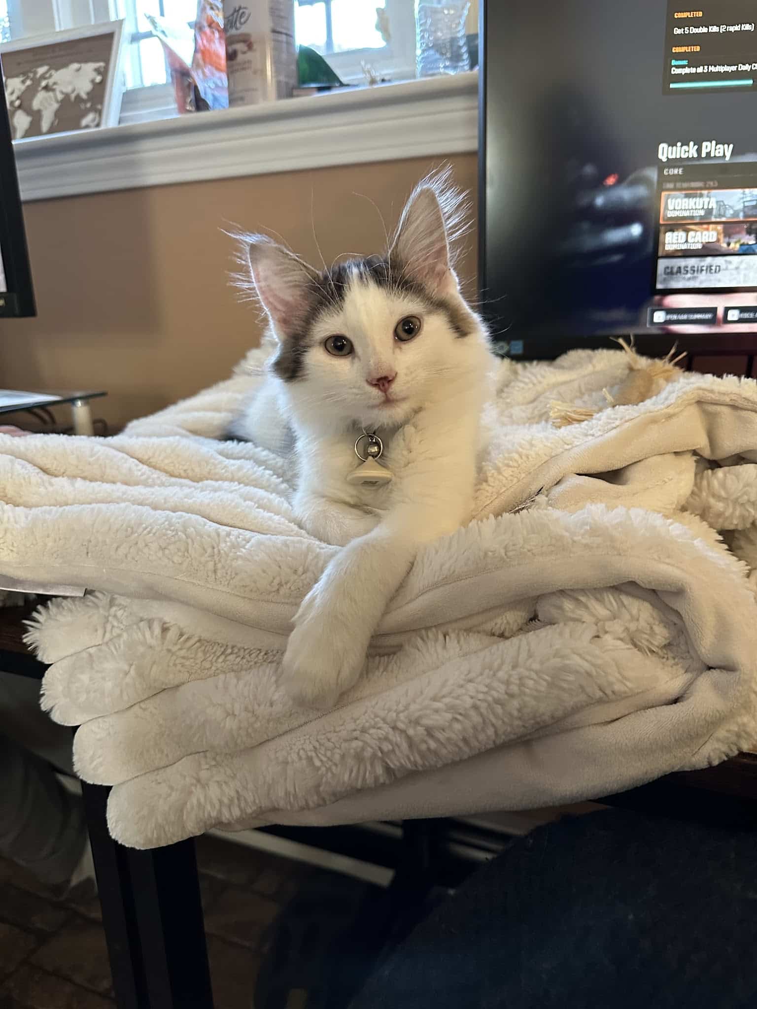 Animal Protection Center of Southeastern Massachusetts - Brockton, MA