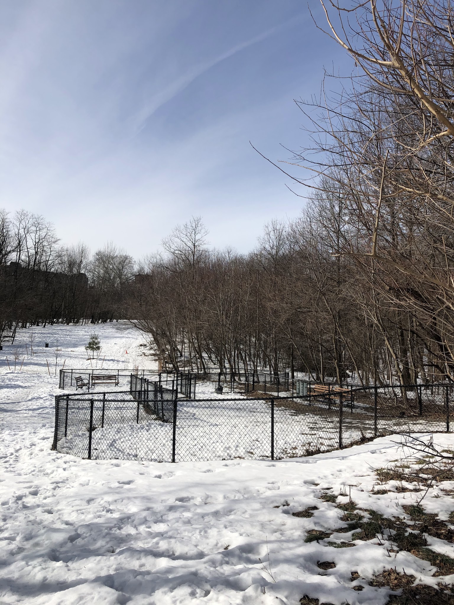 Dog Bone Run - Bronx, NY