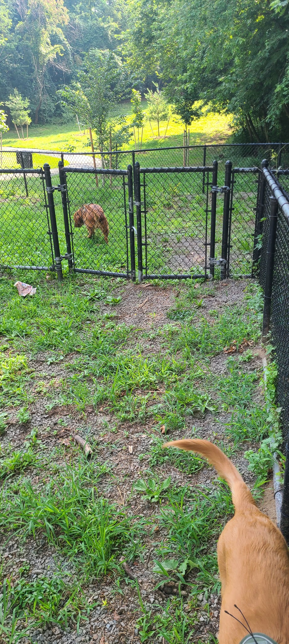 Dog Bone Run - Bronx, NY