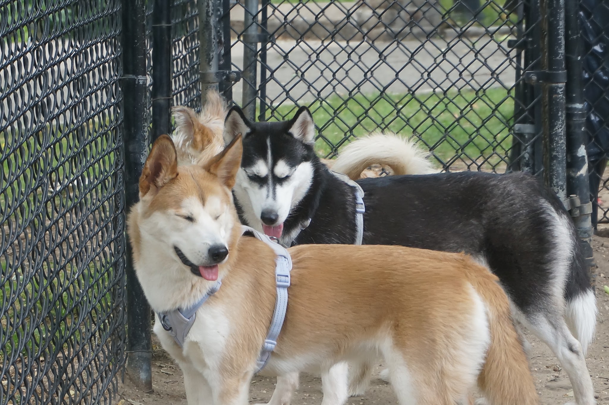 Franz Sigel Dog Run - Bronx, NY