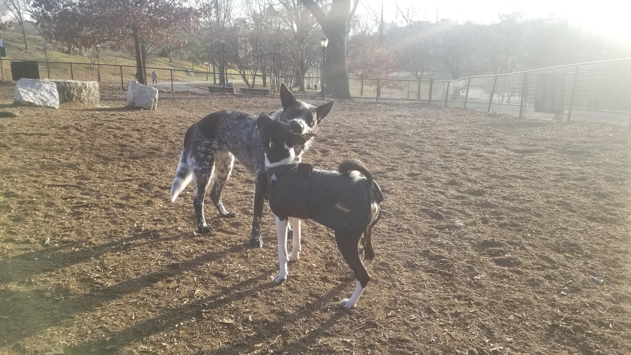 Franz Sigel Dog Run - Bronx, NY