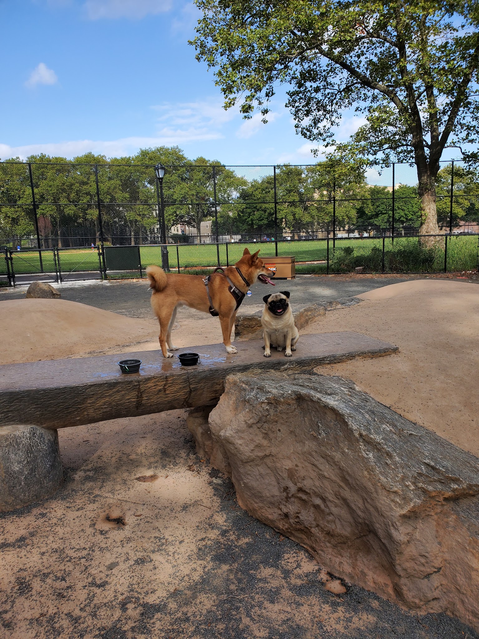 St. Mary's Dog Run - Bronx, NY
