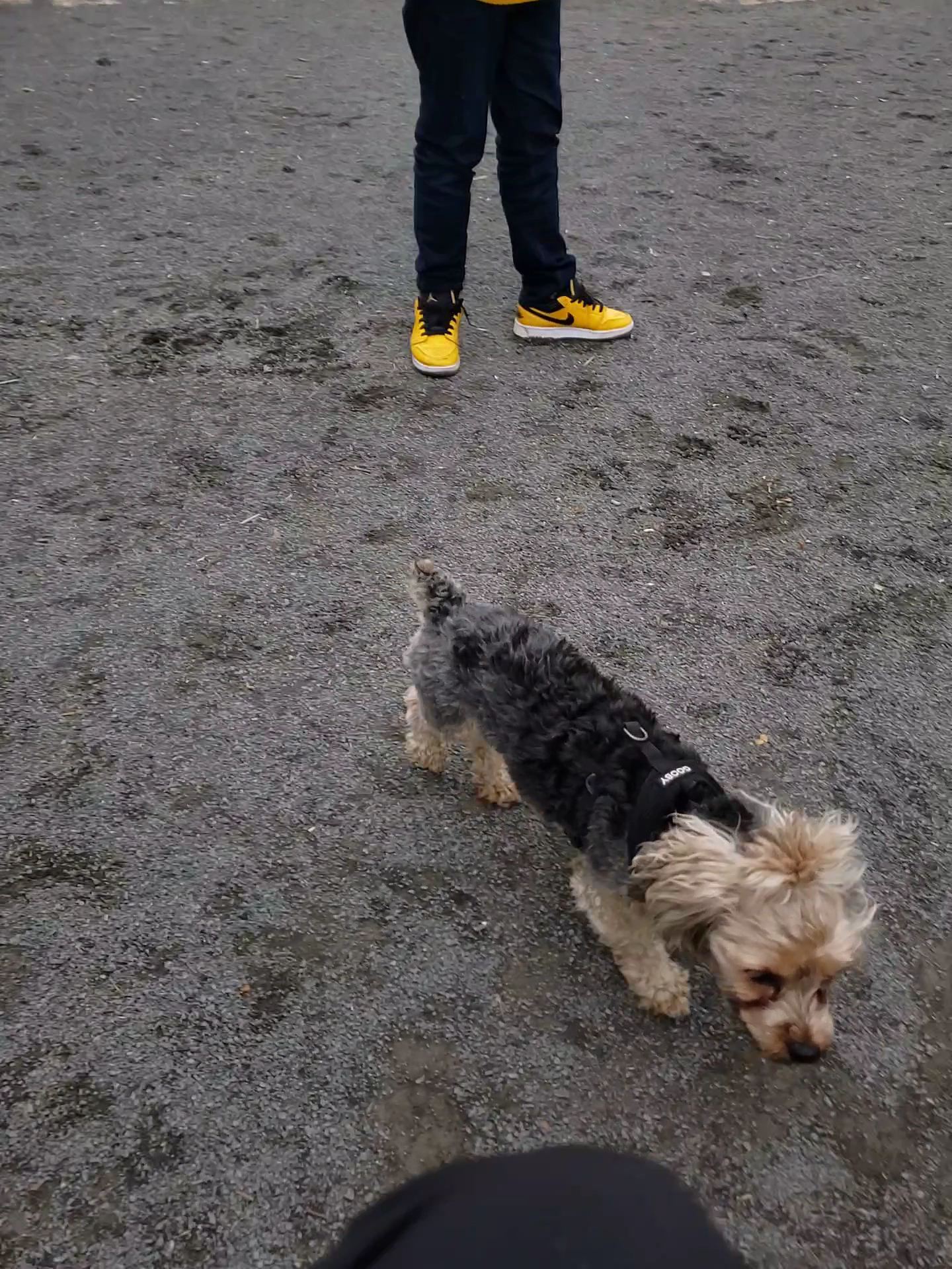 St. Mary's Dog Run - Bronx, NY