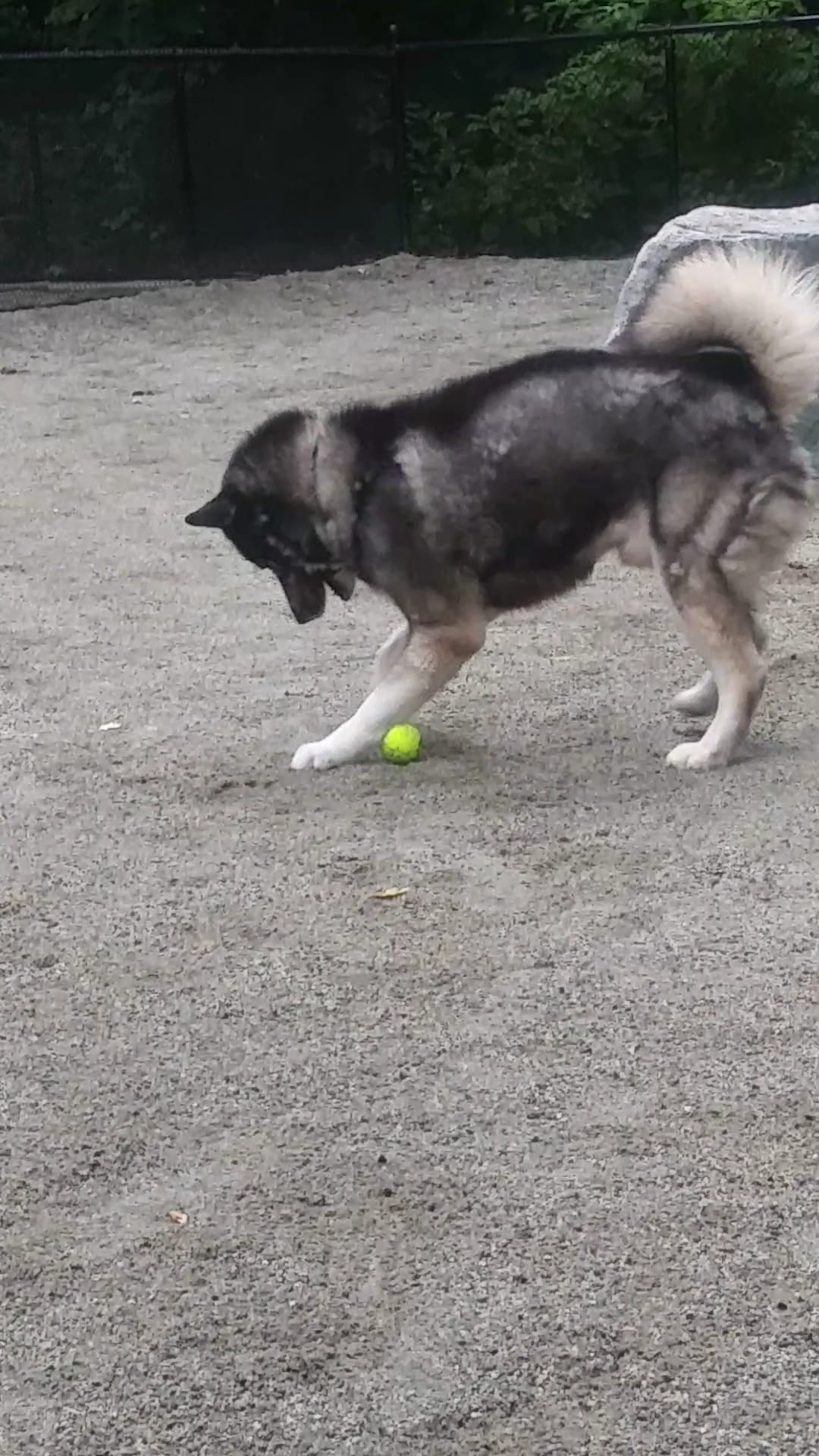 Oneida Run - Bronx, NY