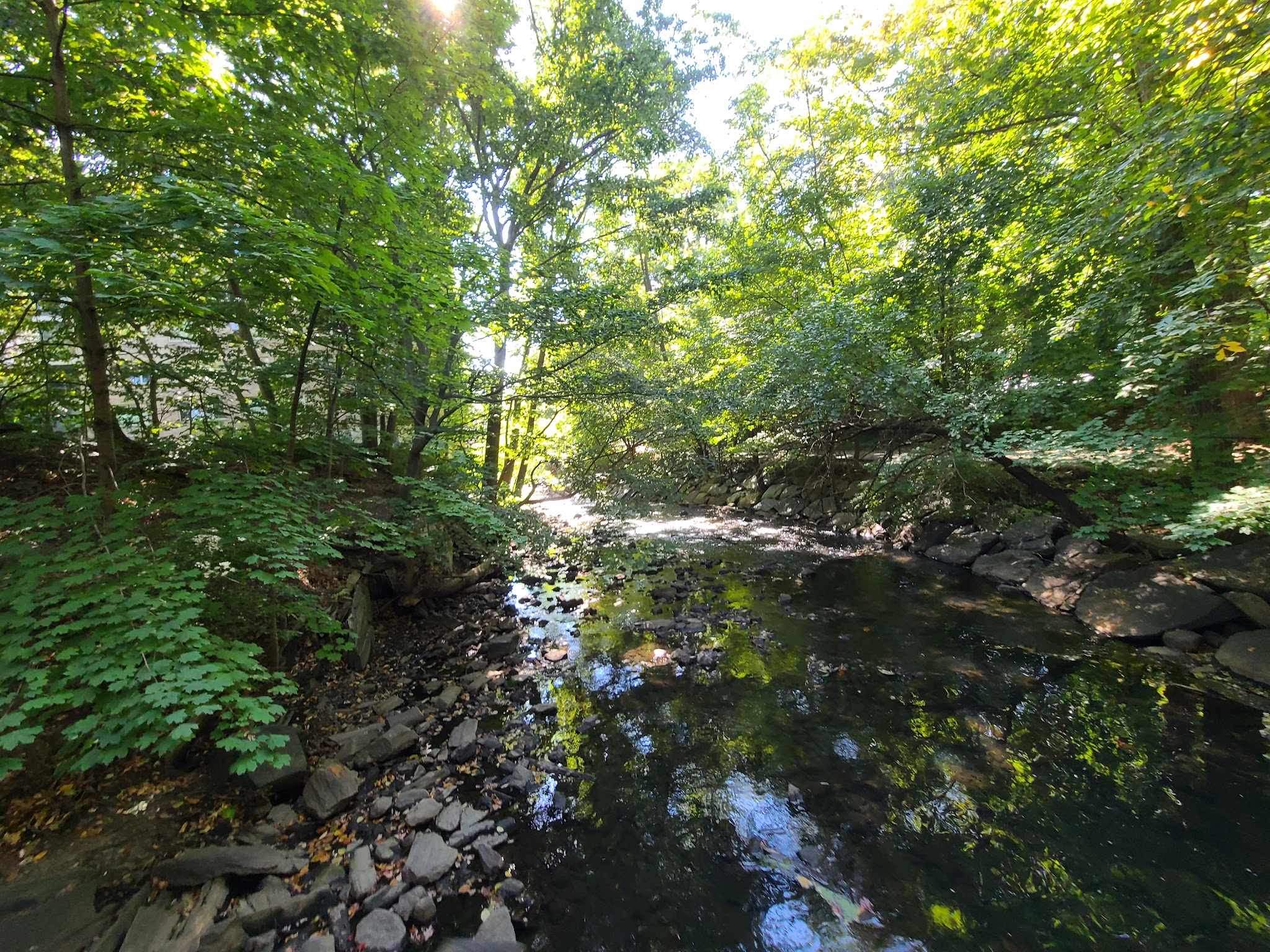 Tuckahoe Duck Pond - Bronxville, NY