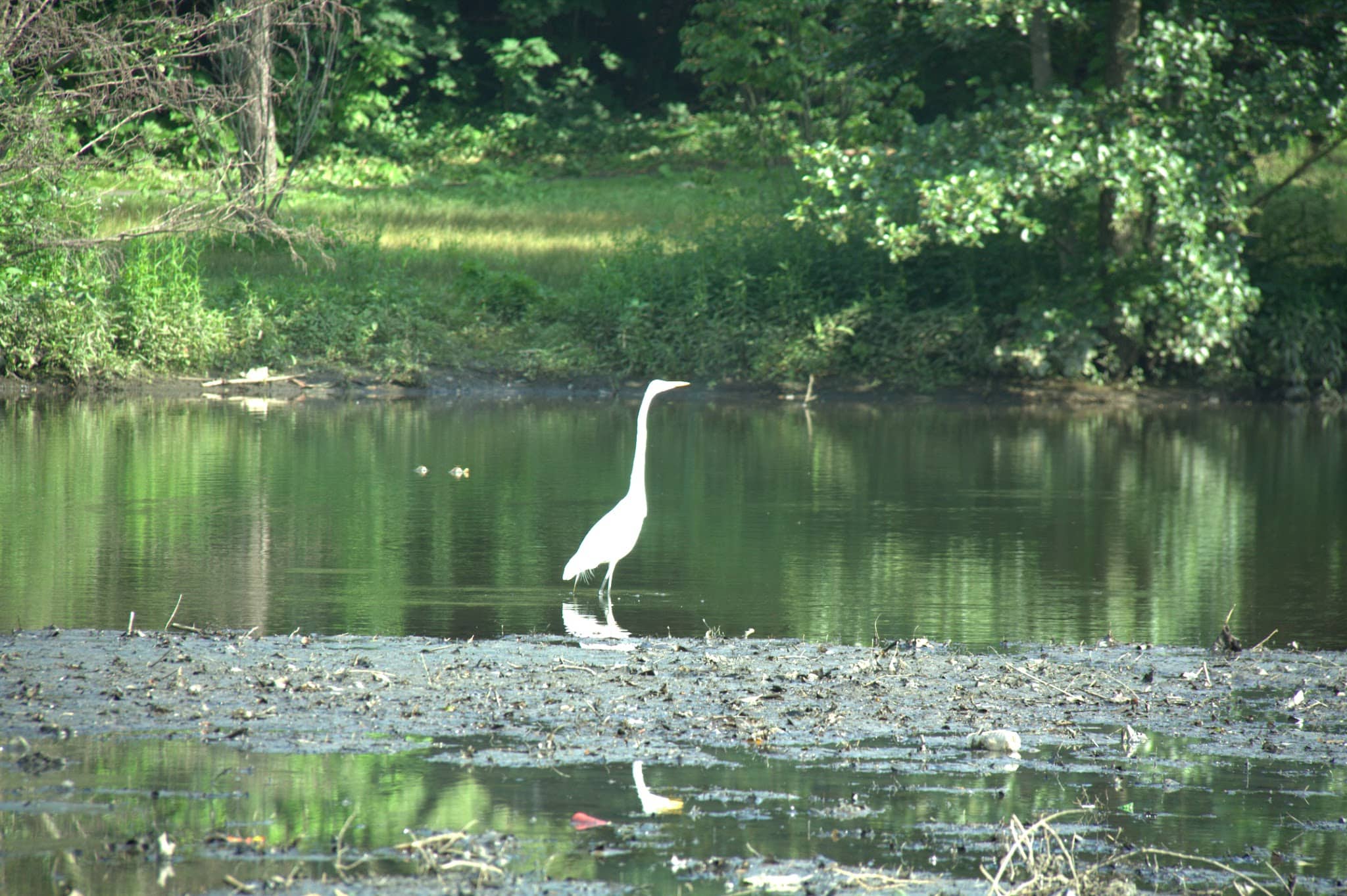 Tuckahoe Duck Pond - Bronxville, NY