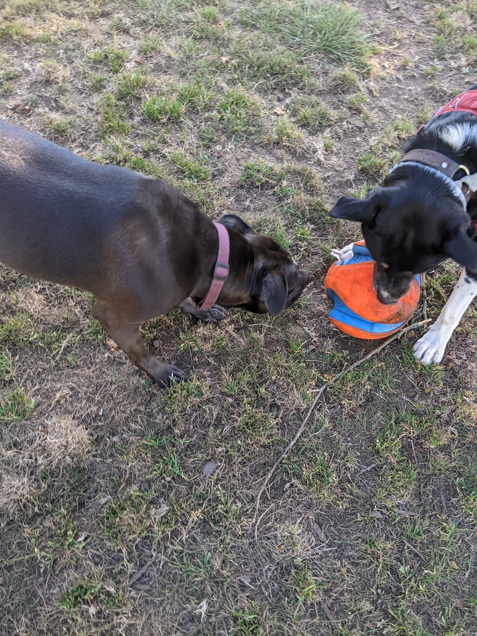 Stout Dog Park - Brookings, OR
