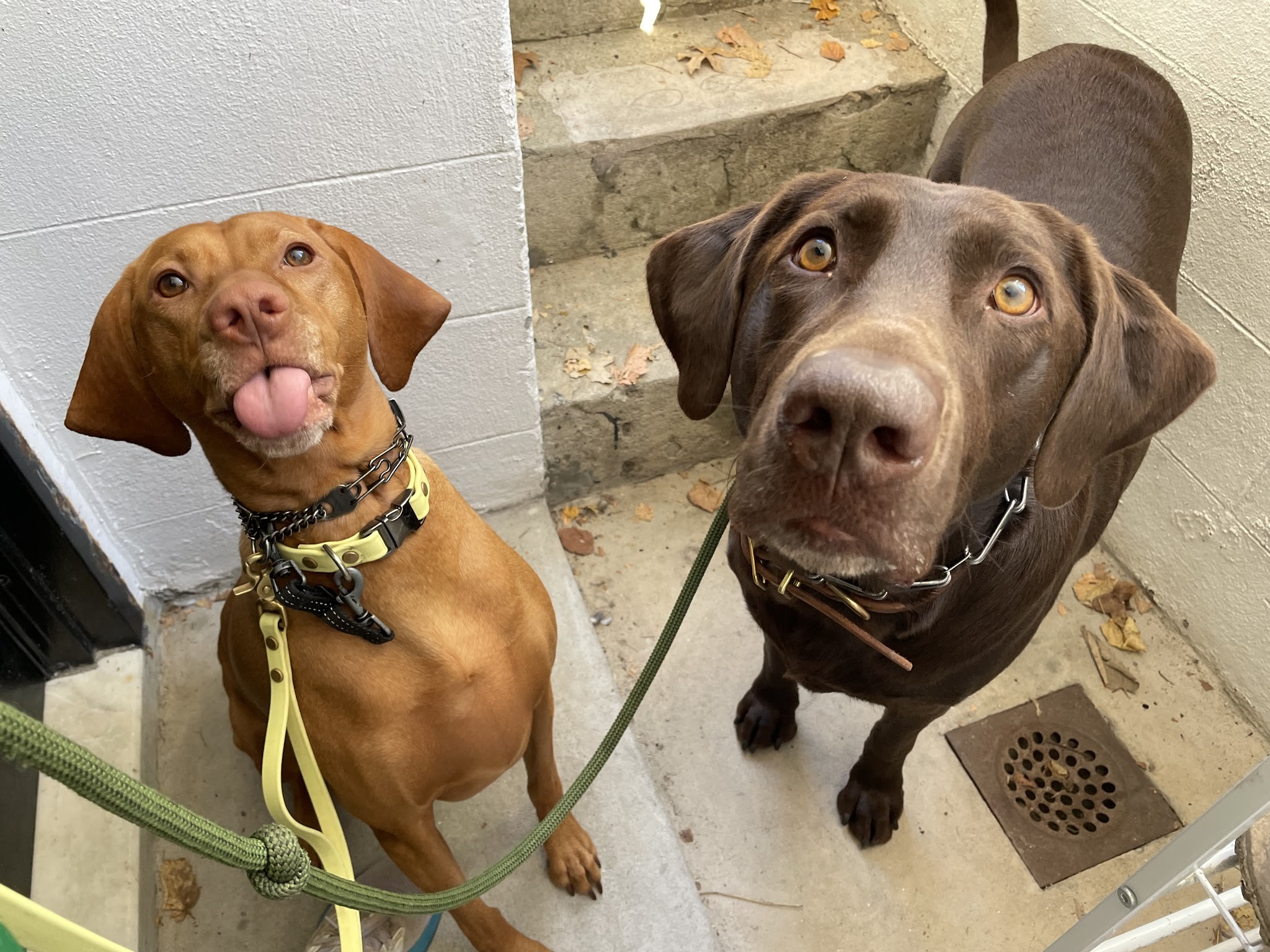 A Wild K9 - Brooklyn, NY