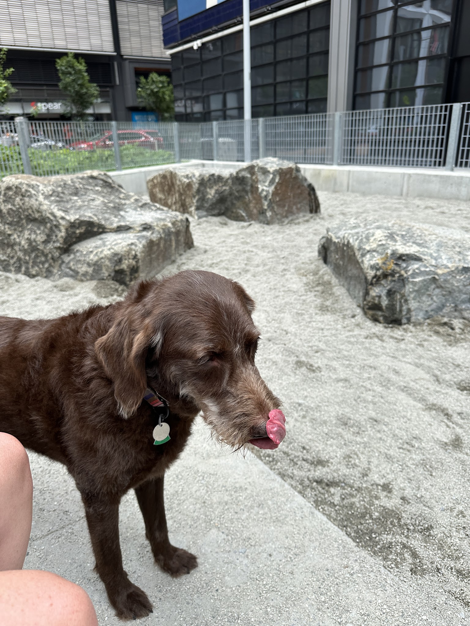 Abolitionist Place Dog Park - Brooklyn, NY