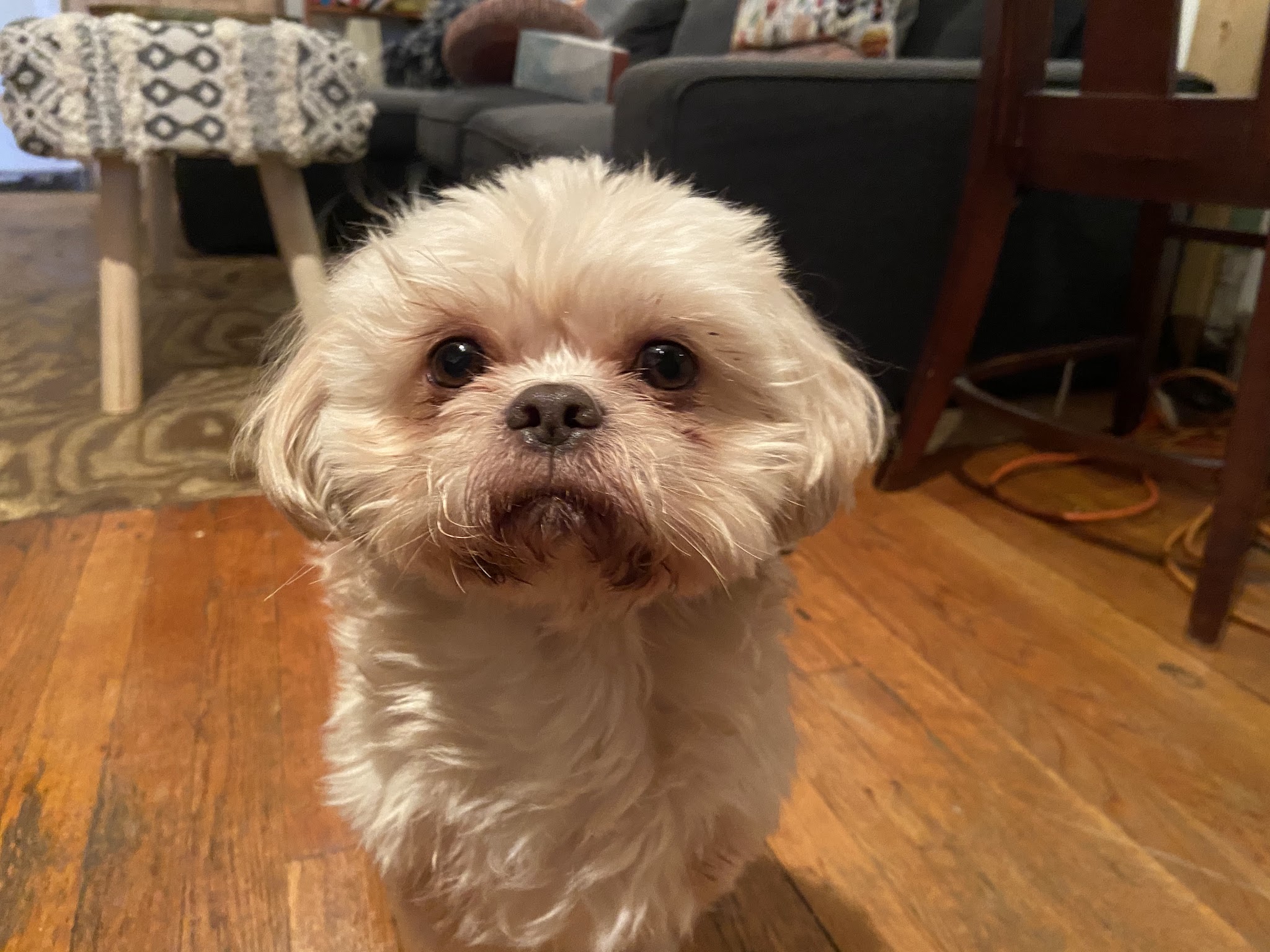 Ava's Pet Sitting - Brooklyn, NY