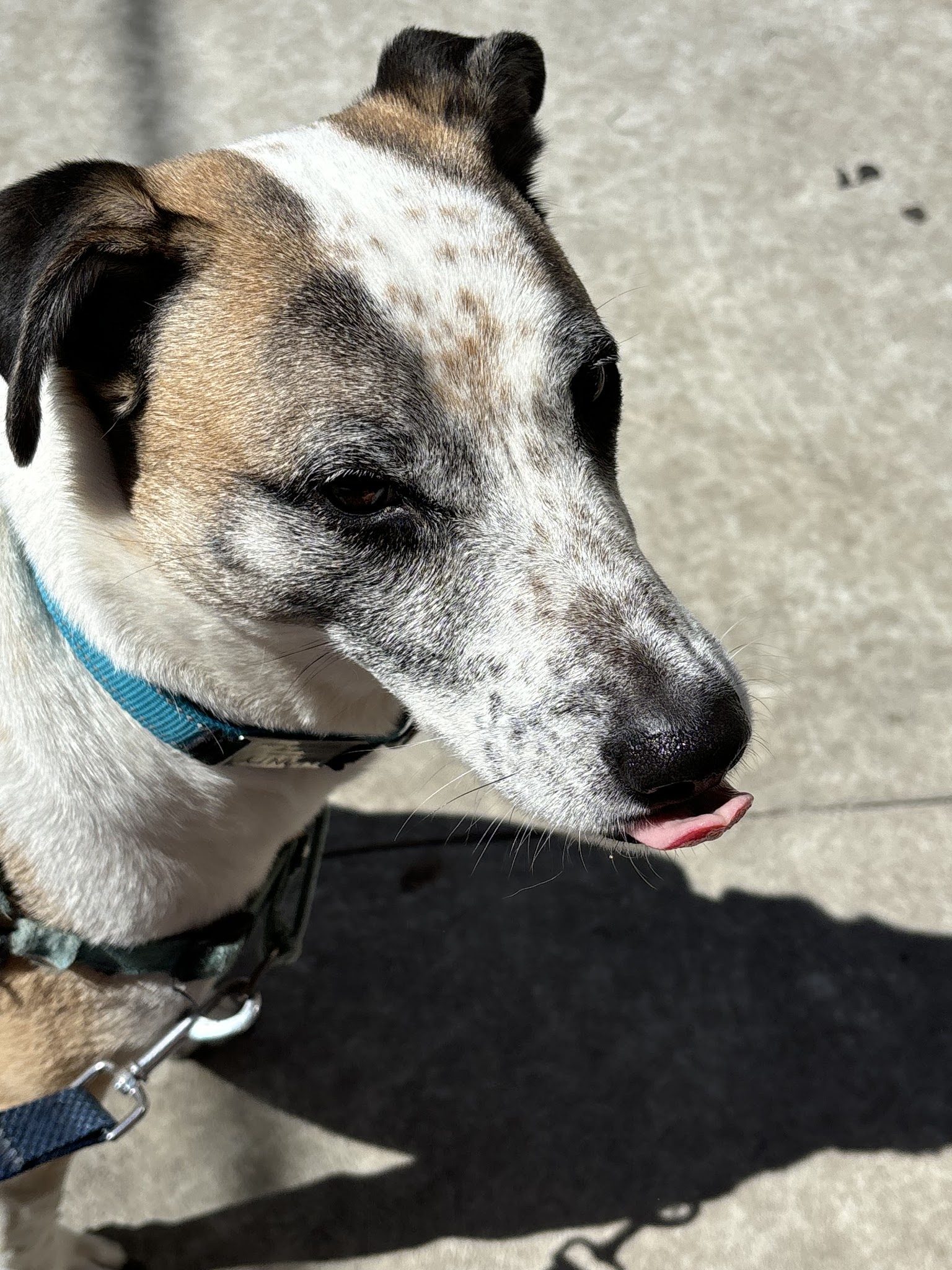 Ava's Pet Sitting - Brooklyn, NY