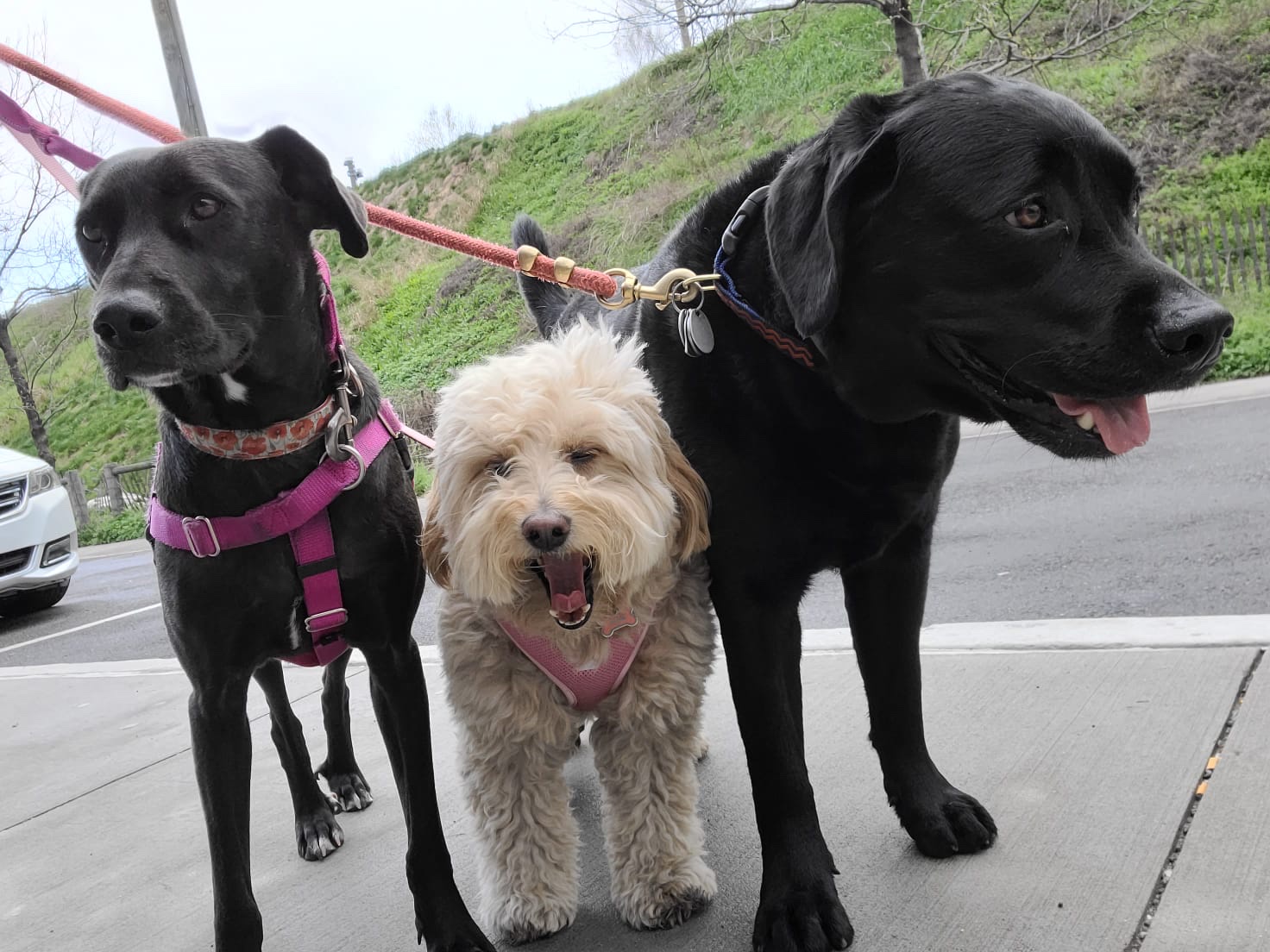 Brooklyn Tails and Trails - Brooklyn, NY