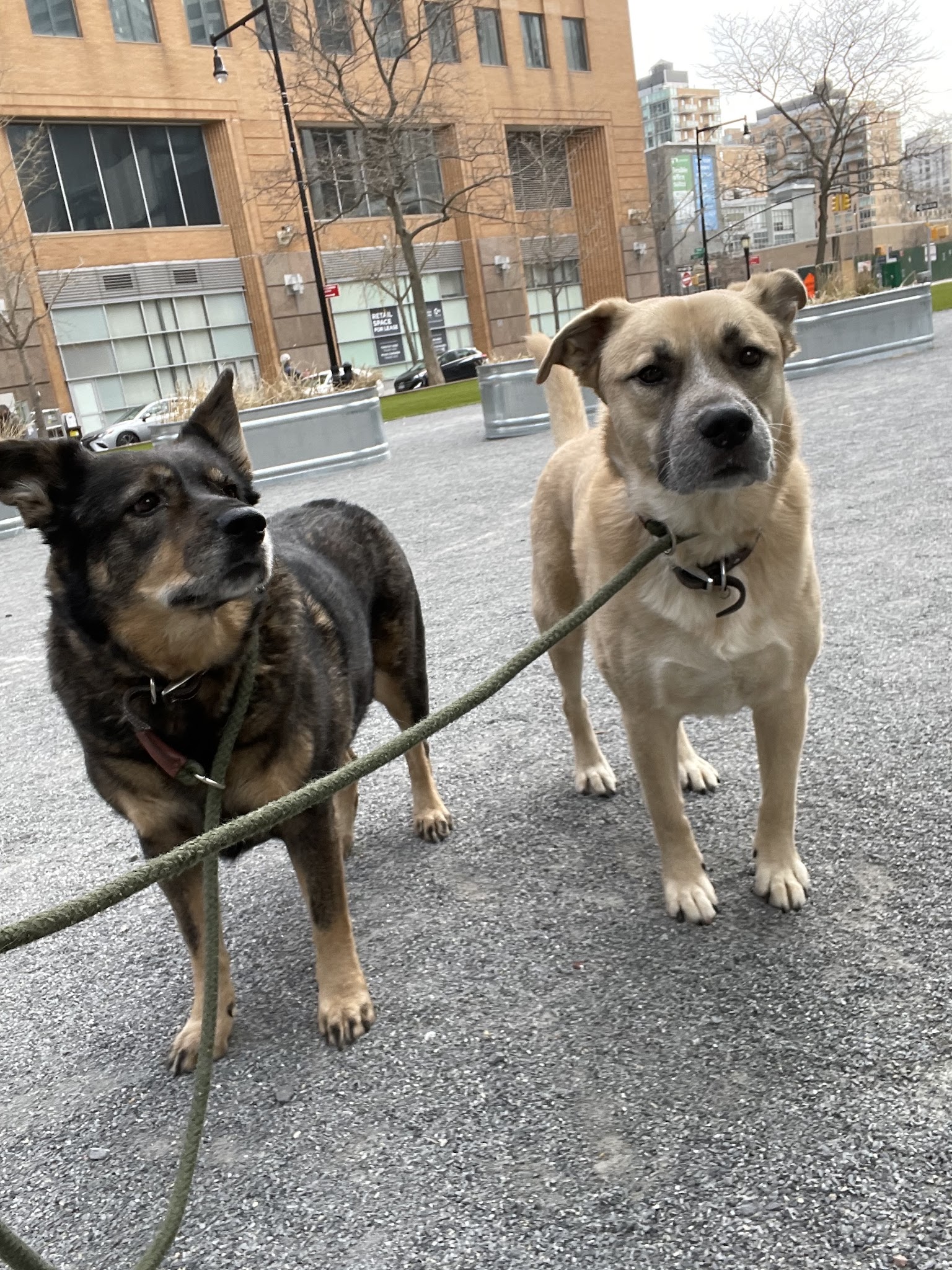 Brooklyn Tails and Trails - Brooklyn, NY