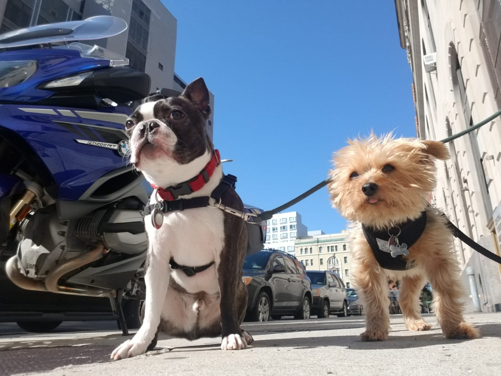 Brooklyn Tails and Trails - Brooklyn, NY