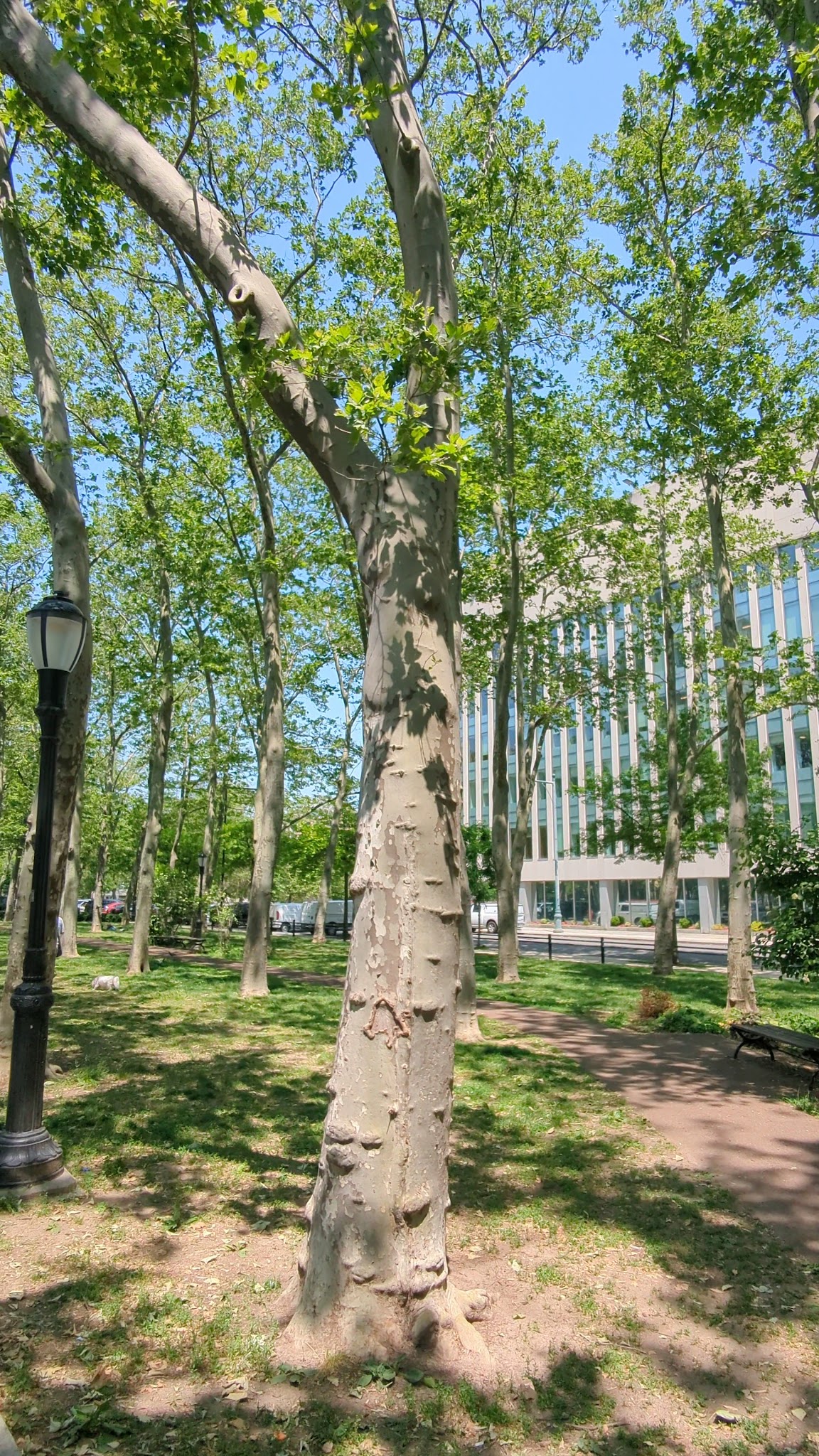 Cadman Plaza Park - Brooklyn, NY