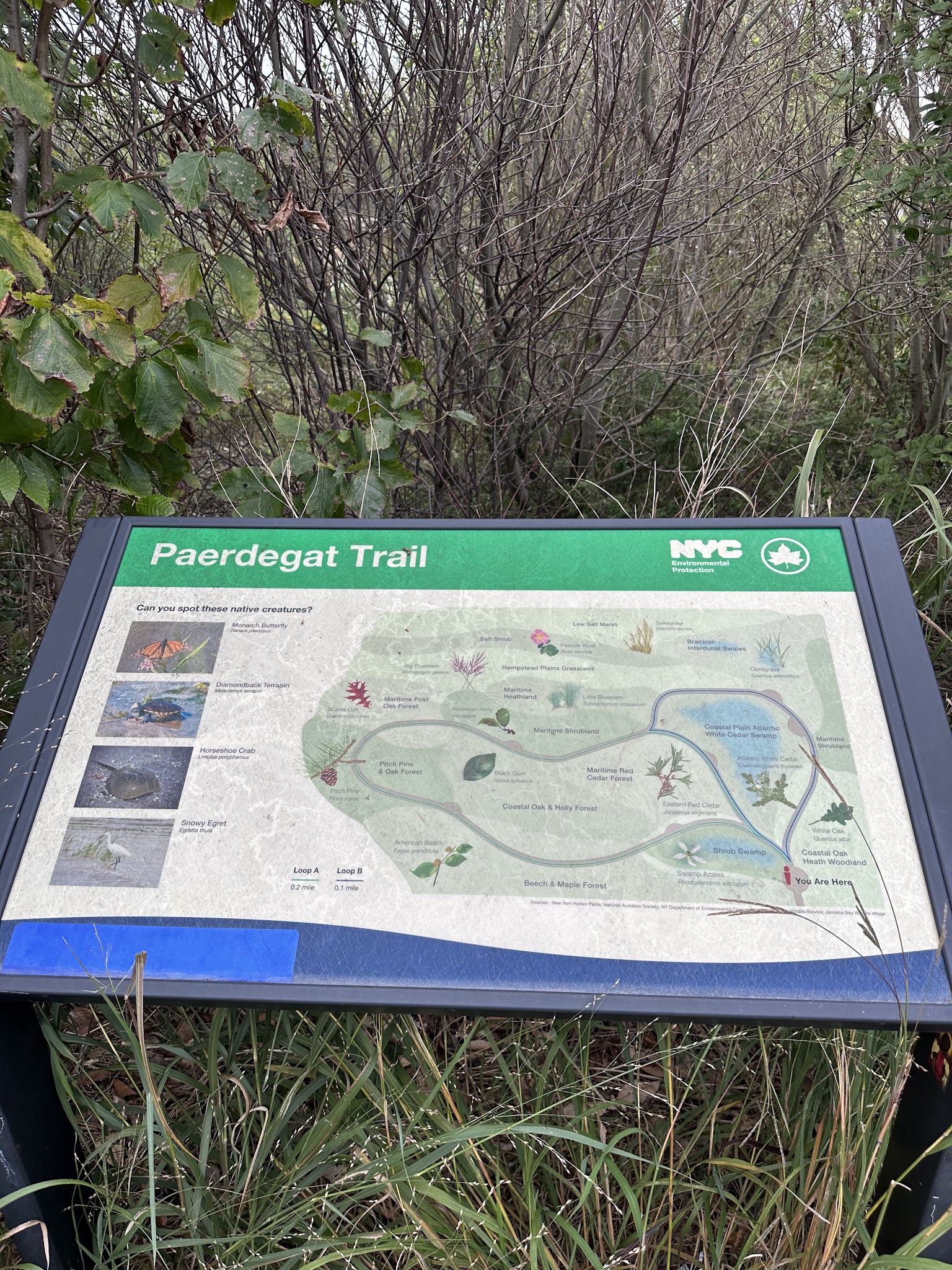 Ecology Park - Brooklyn, NY