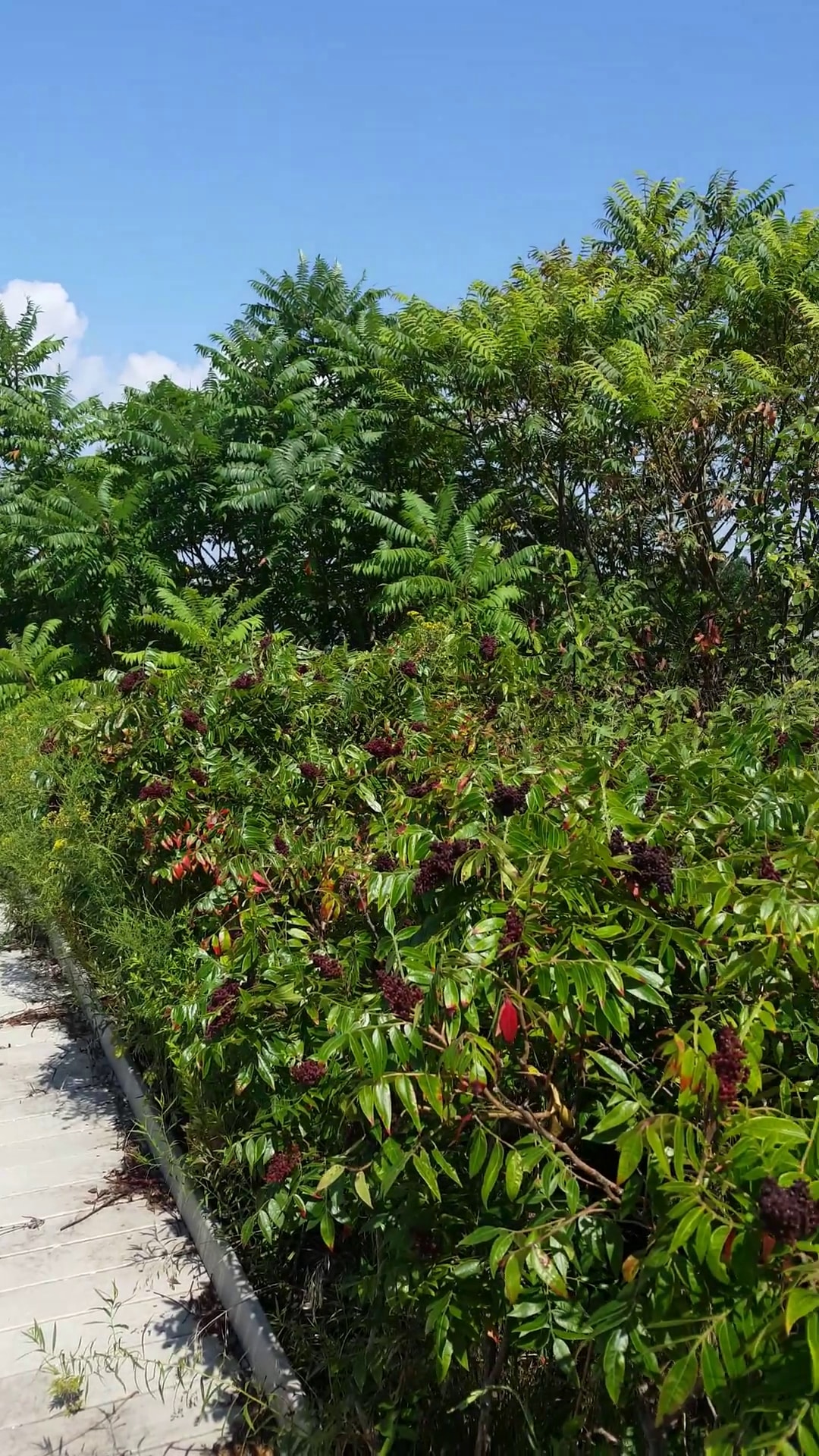 Ecology Park - Brooklyn, NY